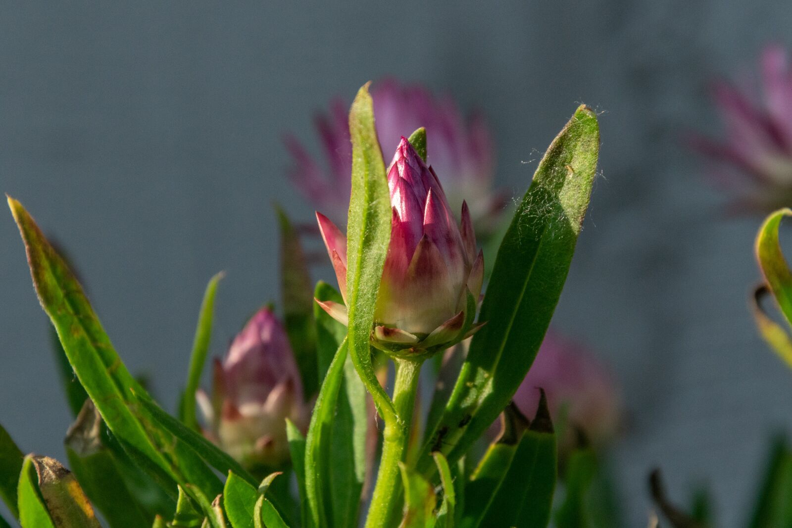 Nikon D3300 sample photo. Flower, dew, nature photography