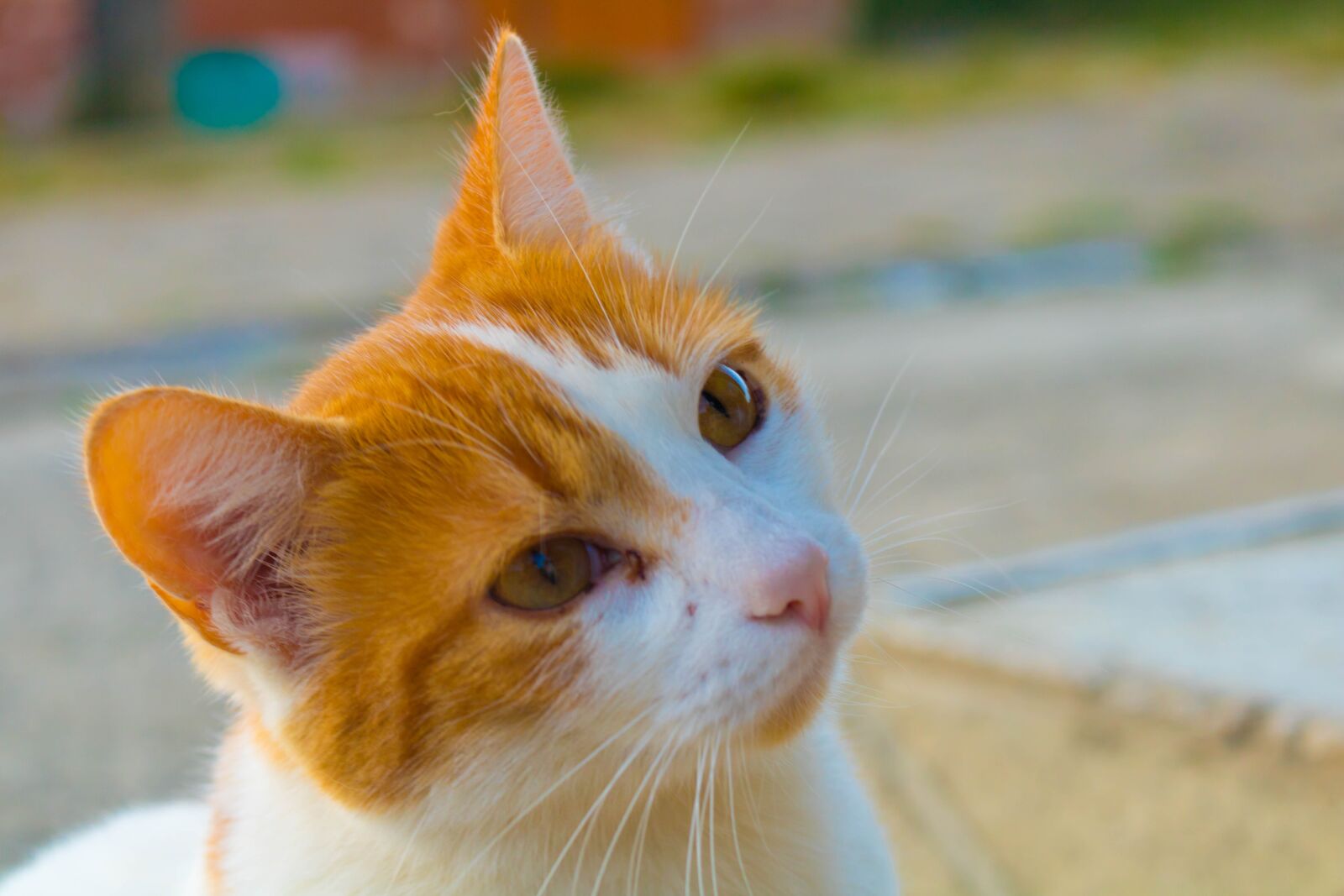 Canon EOS 750D (EOS Rebel T6i / EOS Kiss X8i) sample photo. Cat, kitten, more photography