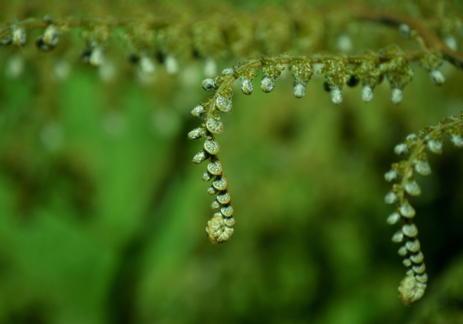 Nikon D3200 sample photo. Green, plant, natural photography
