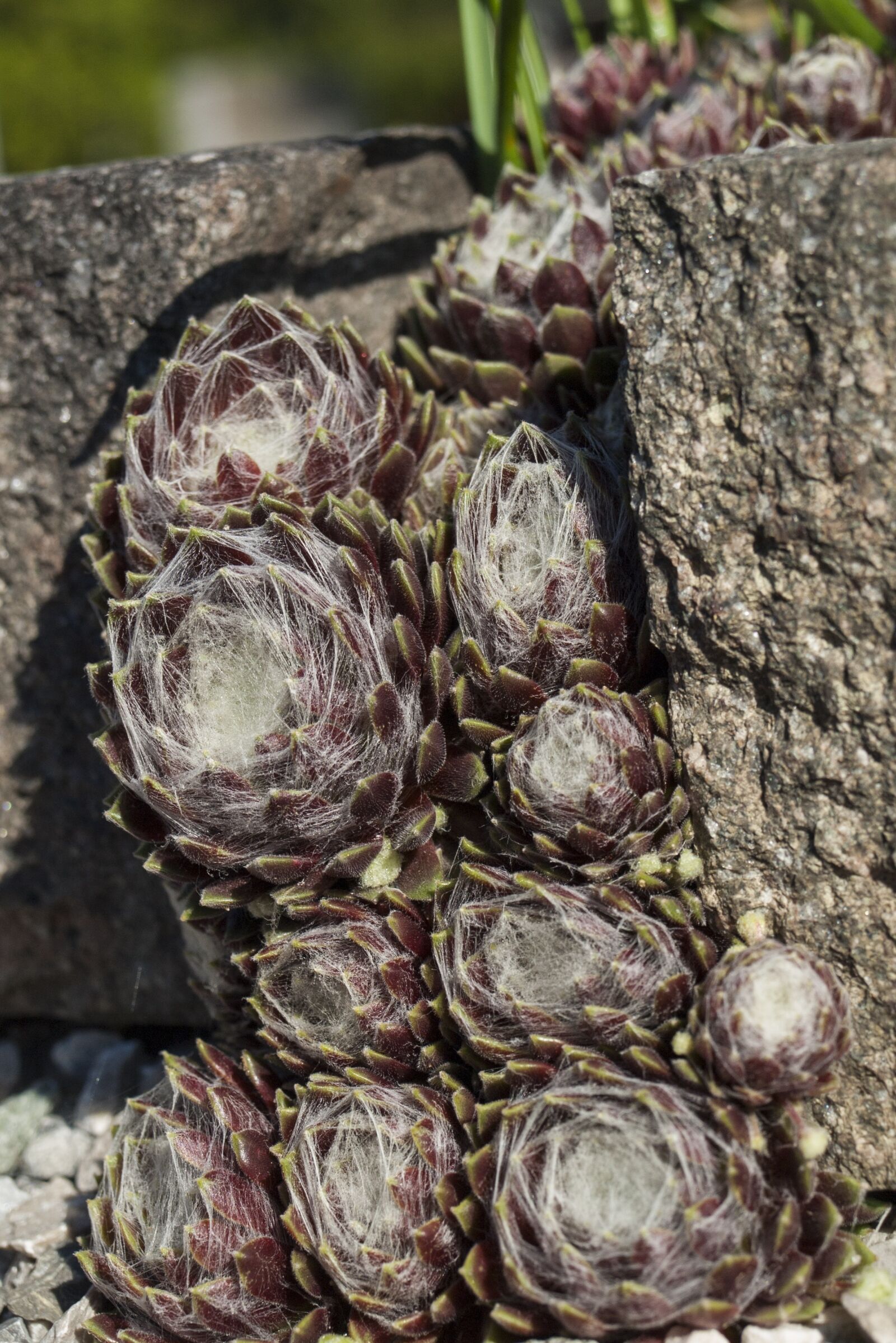 Olympus E-510 (EVOLT E-510) sample photo. Plant, flower, stones photography
