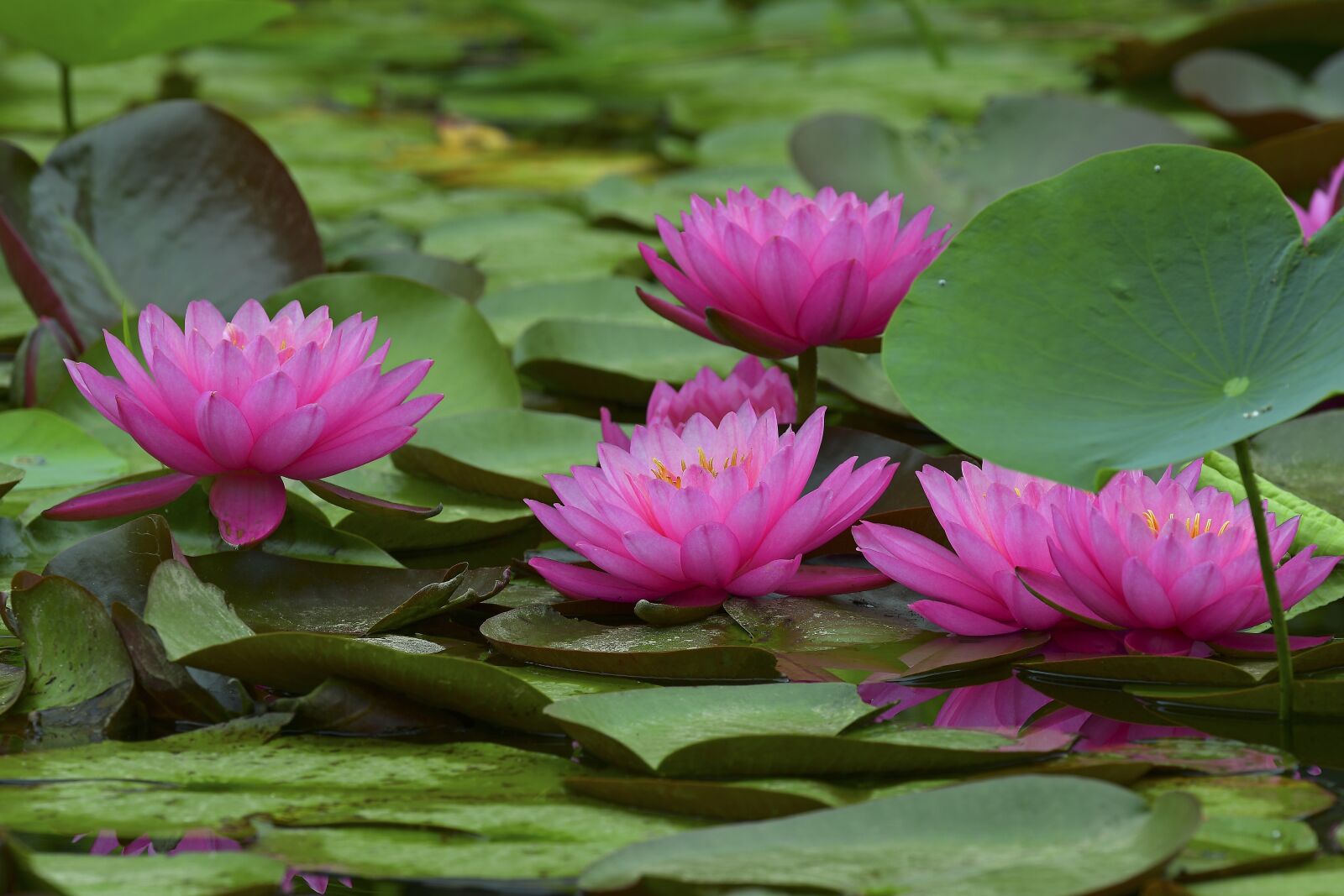 Nikon D500 sample photo. Lotus, water lilies, kite photography