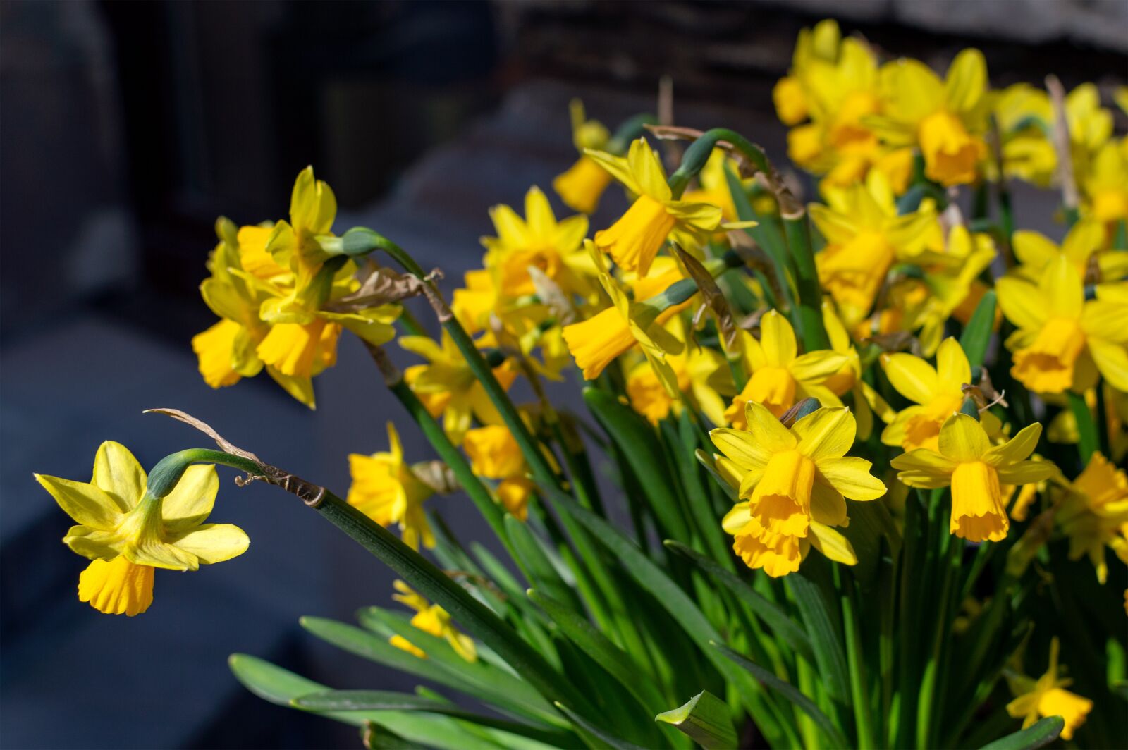 Nikon D3200 sample photo. Narcissus, spring, flowers photography
