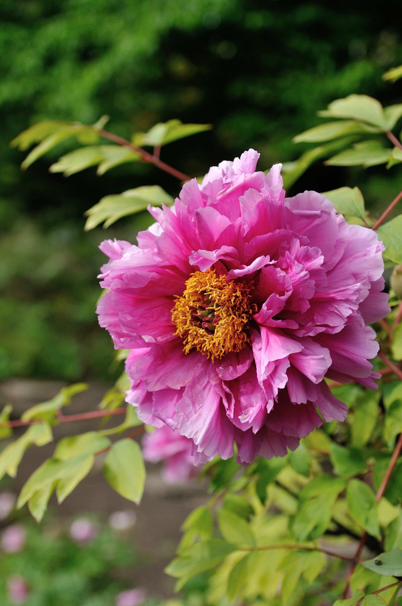 Nikon D300S sample photo. Nature, plant, flower photography