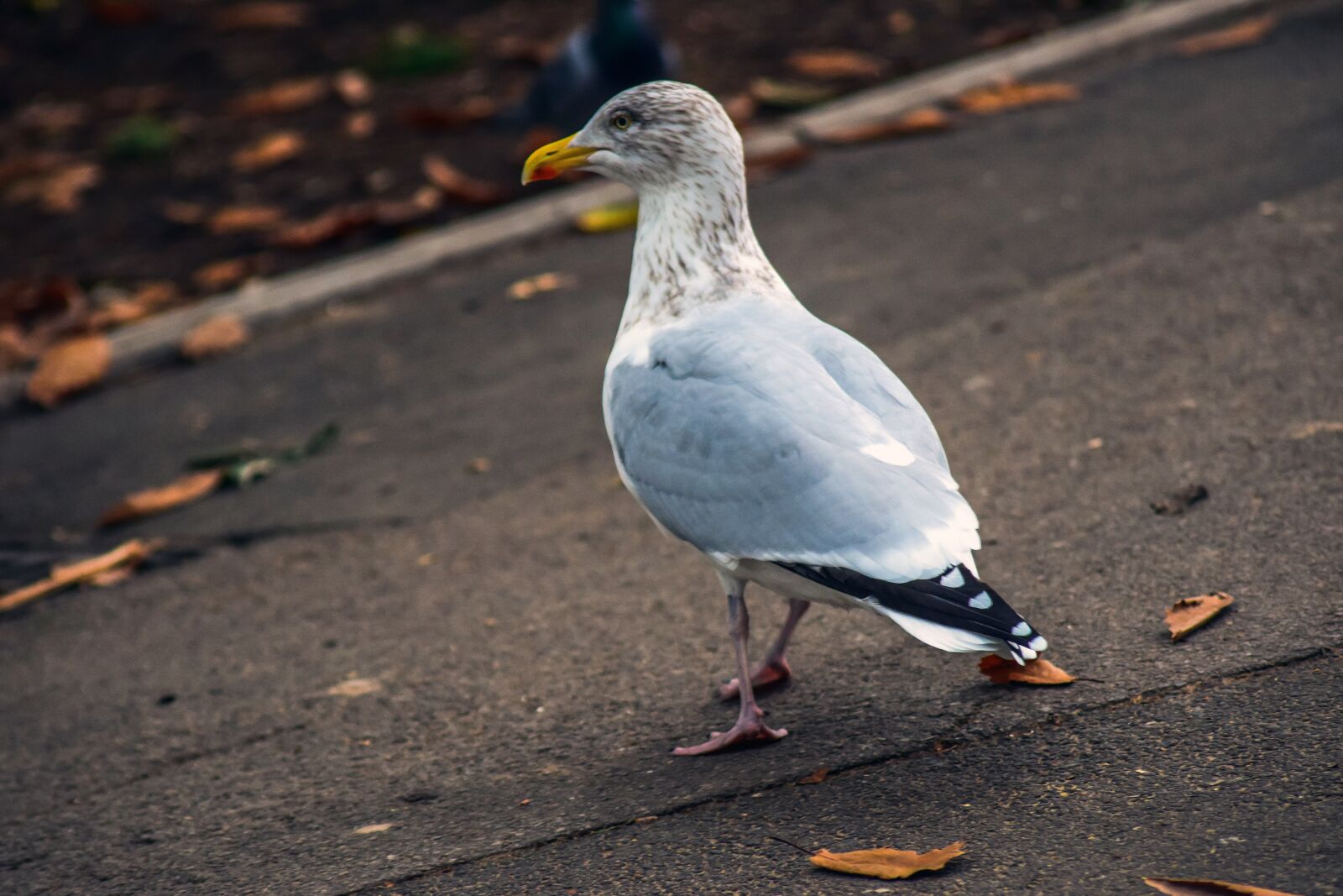 Nikon D3300 sample photo. Gull, animal, bird photography