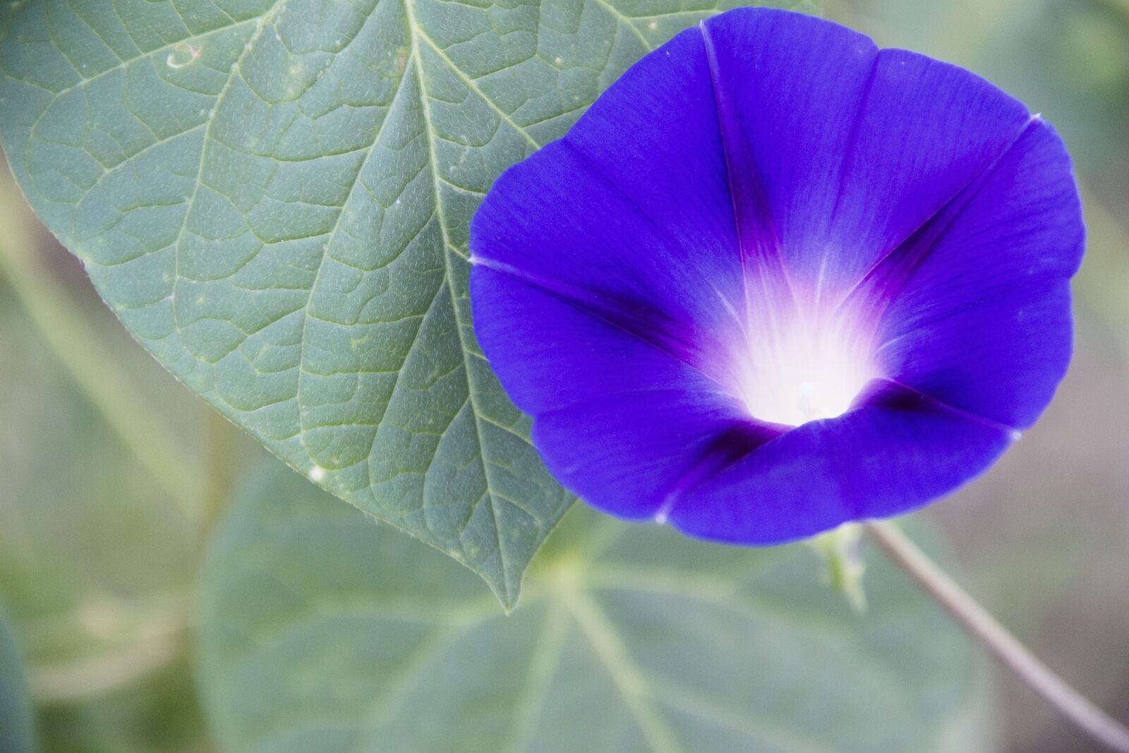 Canon EOS 650D (EOS Rebel T4i / EOS Kiss X6i) sample photo. Flower, macro, sheet photography