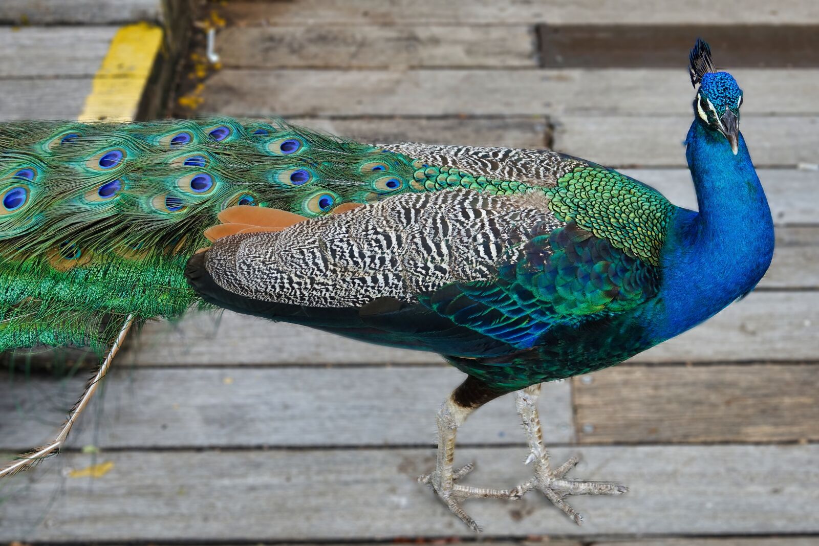 Sony Cyber-shot DSC-RX10 III sample photo. Peacock, feather, bird photography