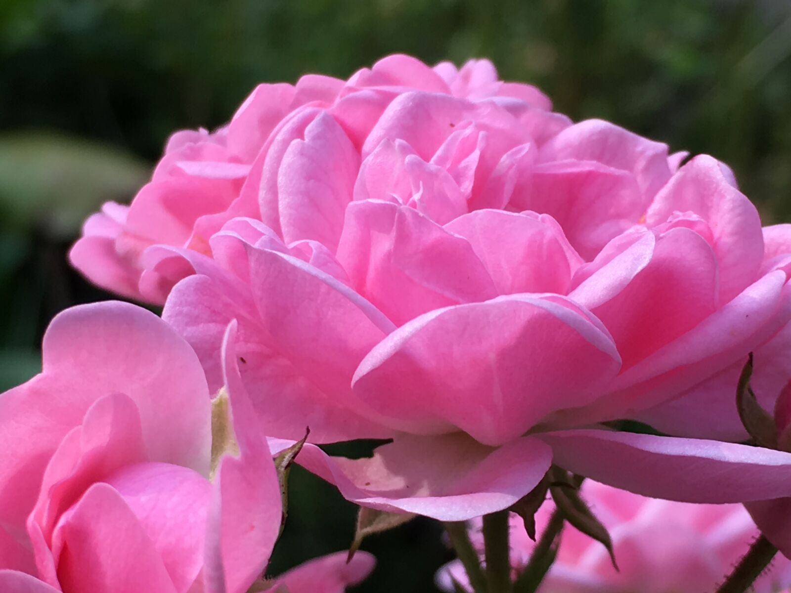 Apple iPhone 6s sample photo. Rose, thorns, rose bloom photography