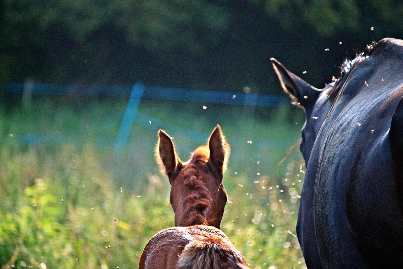 Canon EOS 100D (EOS Rebel SL1 / EOS Kiss X7) sample photo. Horse, foal, pasture photography