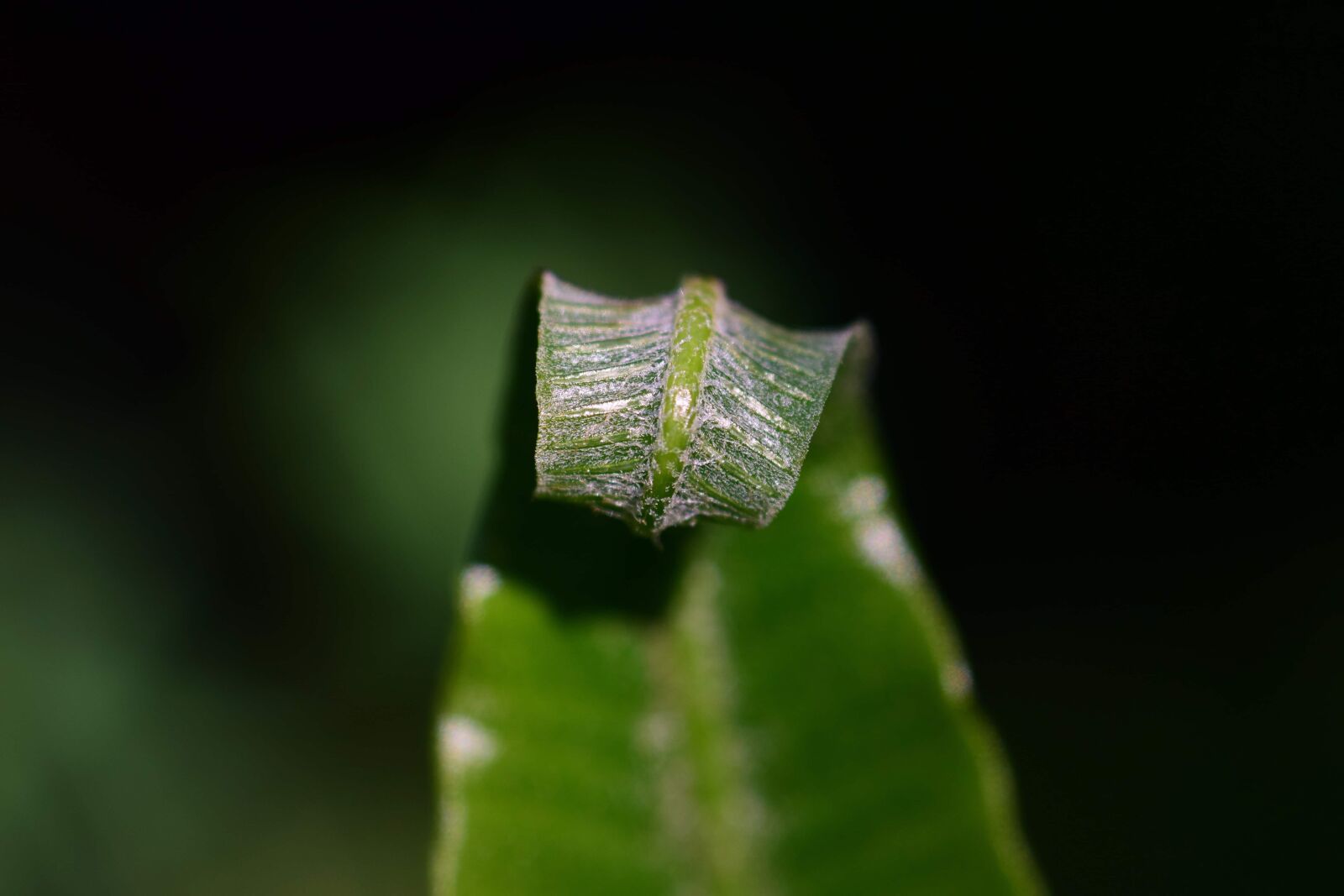 Nikon D3300 sample photo. Green leaf, nature, flora photography