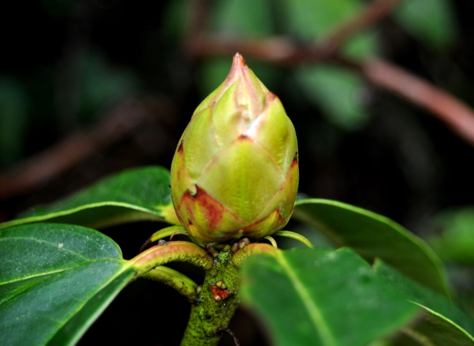 Nikon D5000 sample photo. Wet, nature, flower bud photography