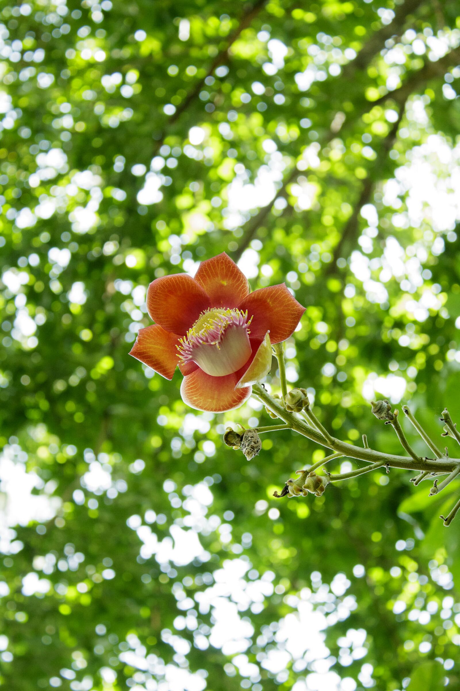 Canon EOS 1300D (EOS Rebel T6 / EOS Kiss X80) sample photo. Flowers, salas, buddhism photography