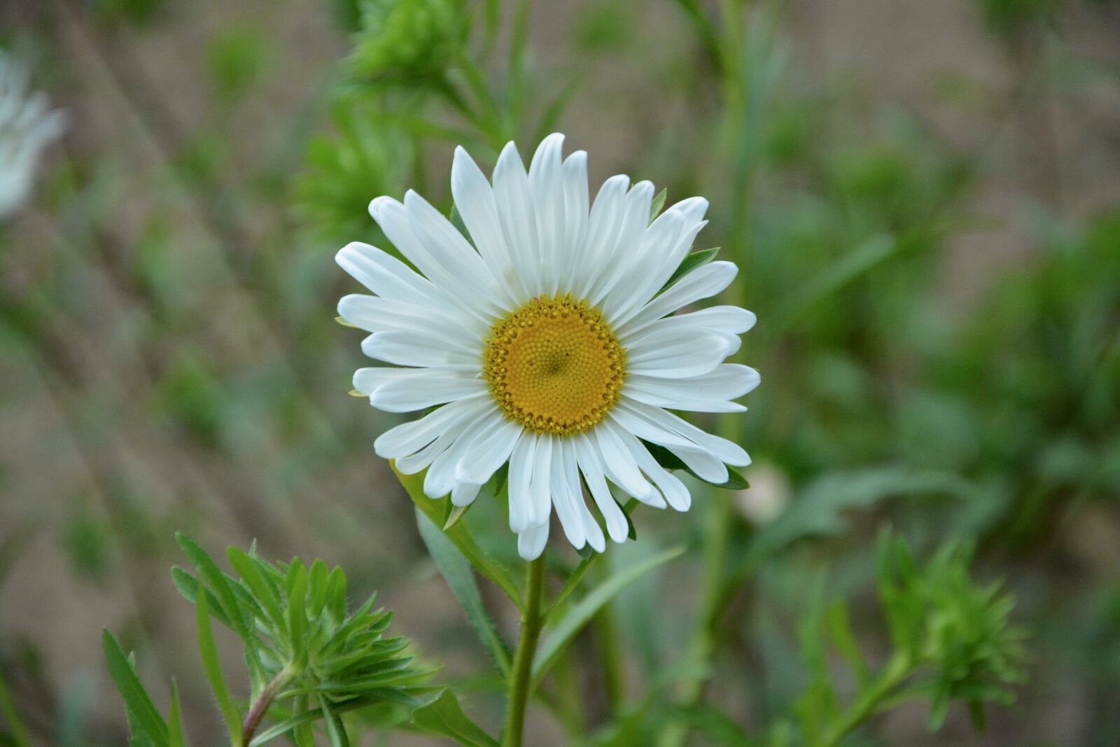 Nikon D5200 sample photo. Marguerite, white, petals photography