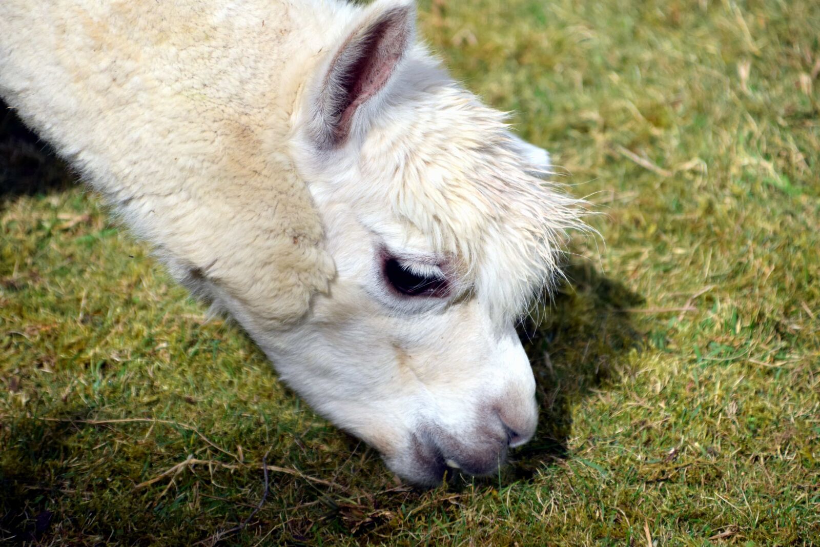 Nikon D3300 sample photo. Head, fur, lama, animal photography