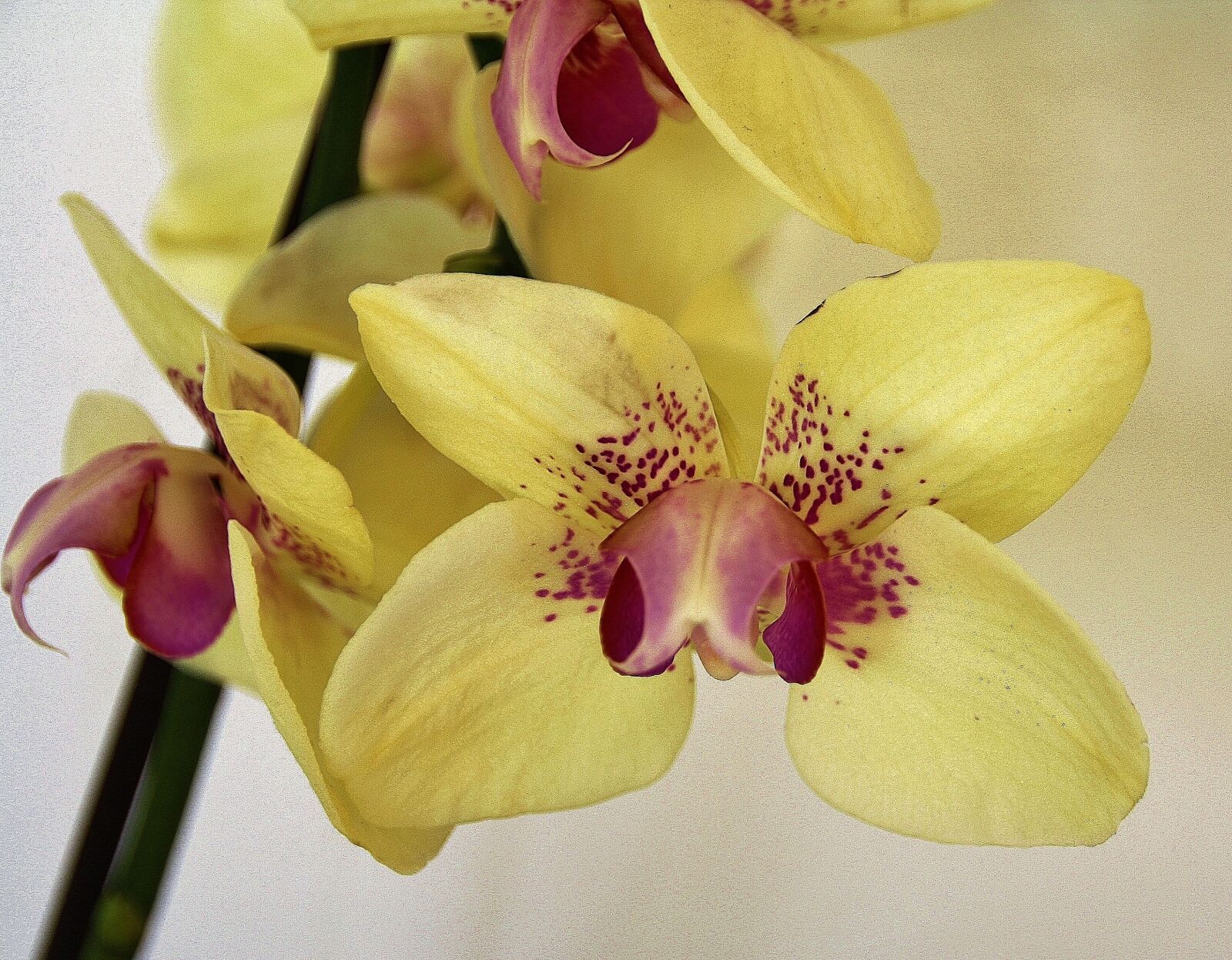 Canon EOS 1000D (EOS Digital Rebel XS / EOS Kiss F) sample photo. Orchid, flowers, blossom photography