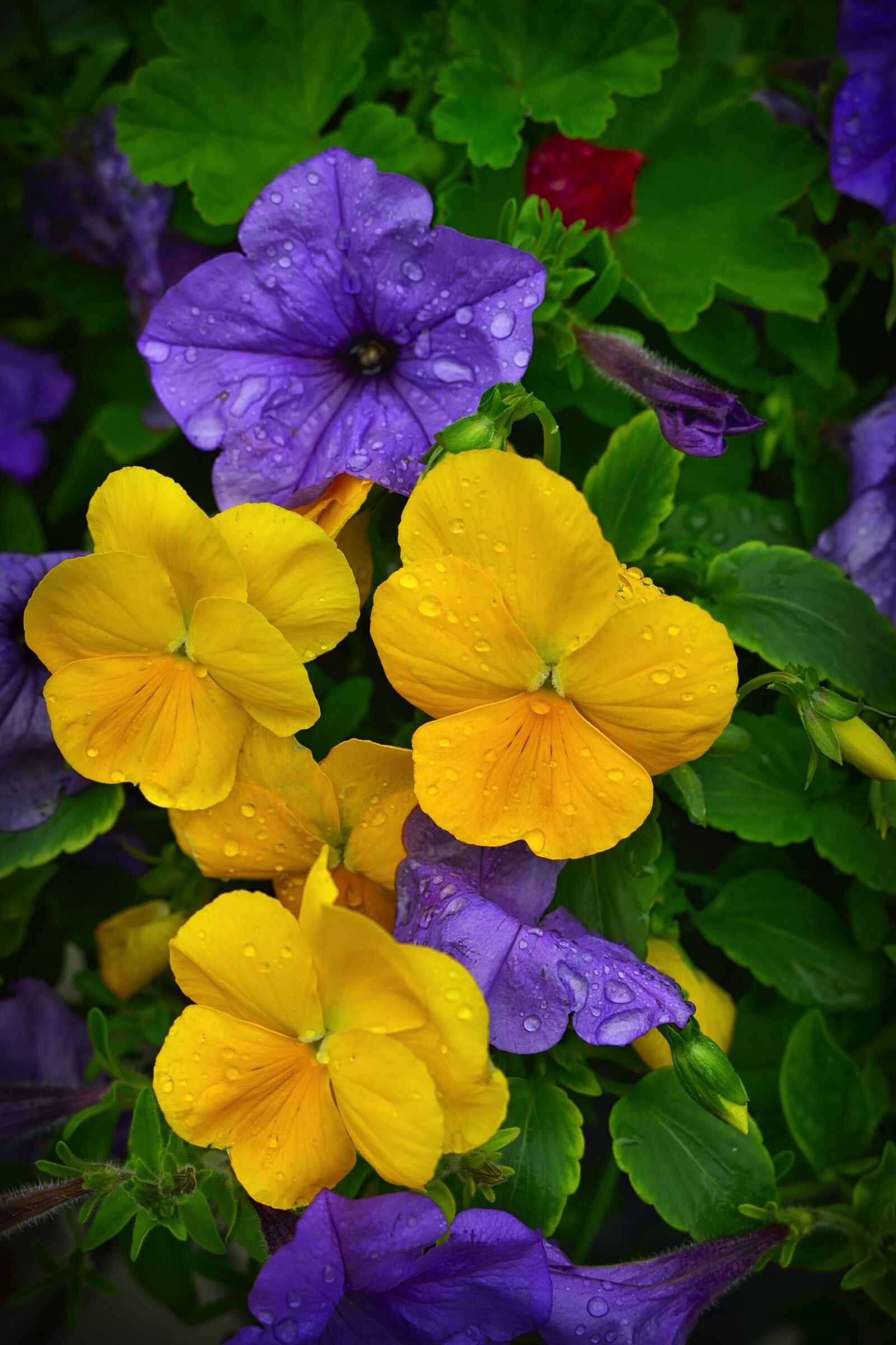 Nikon D610 sample photo. Thoughts, petunias, flowers photography
