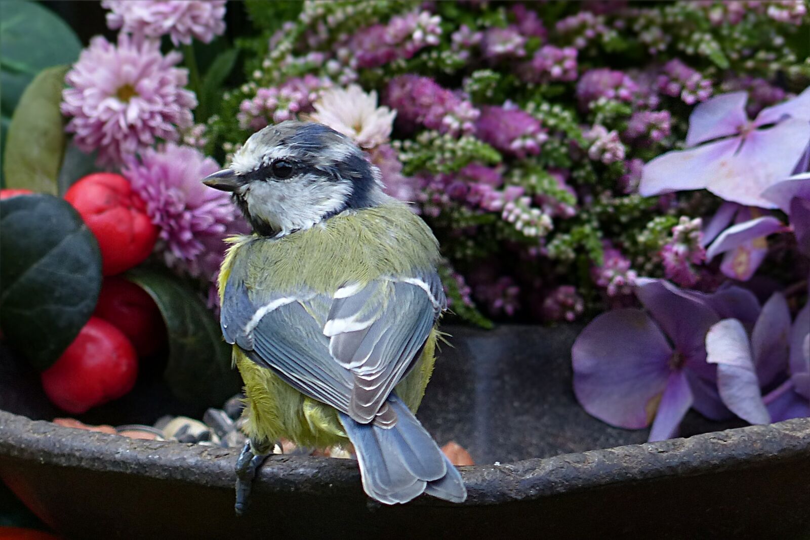 Panasonic Lumix DMC-FZ200 sample photo. Animal, bird, blue tit photography