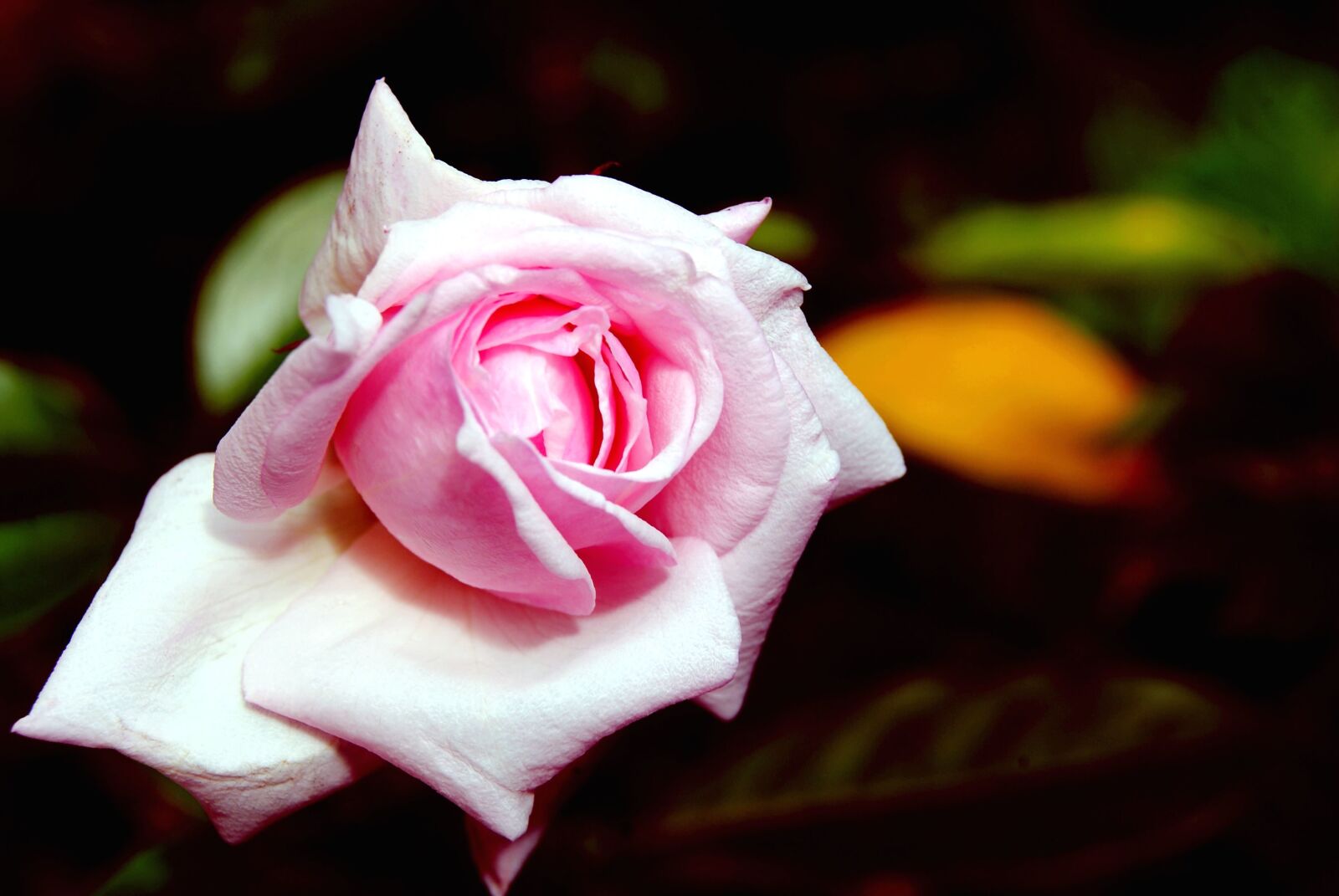 Nikon D3000 sample photo. Petals, romantic, rose flower photography