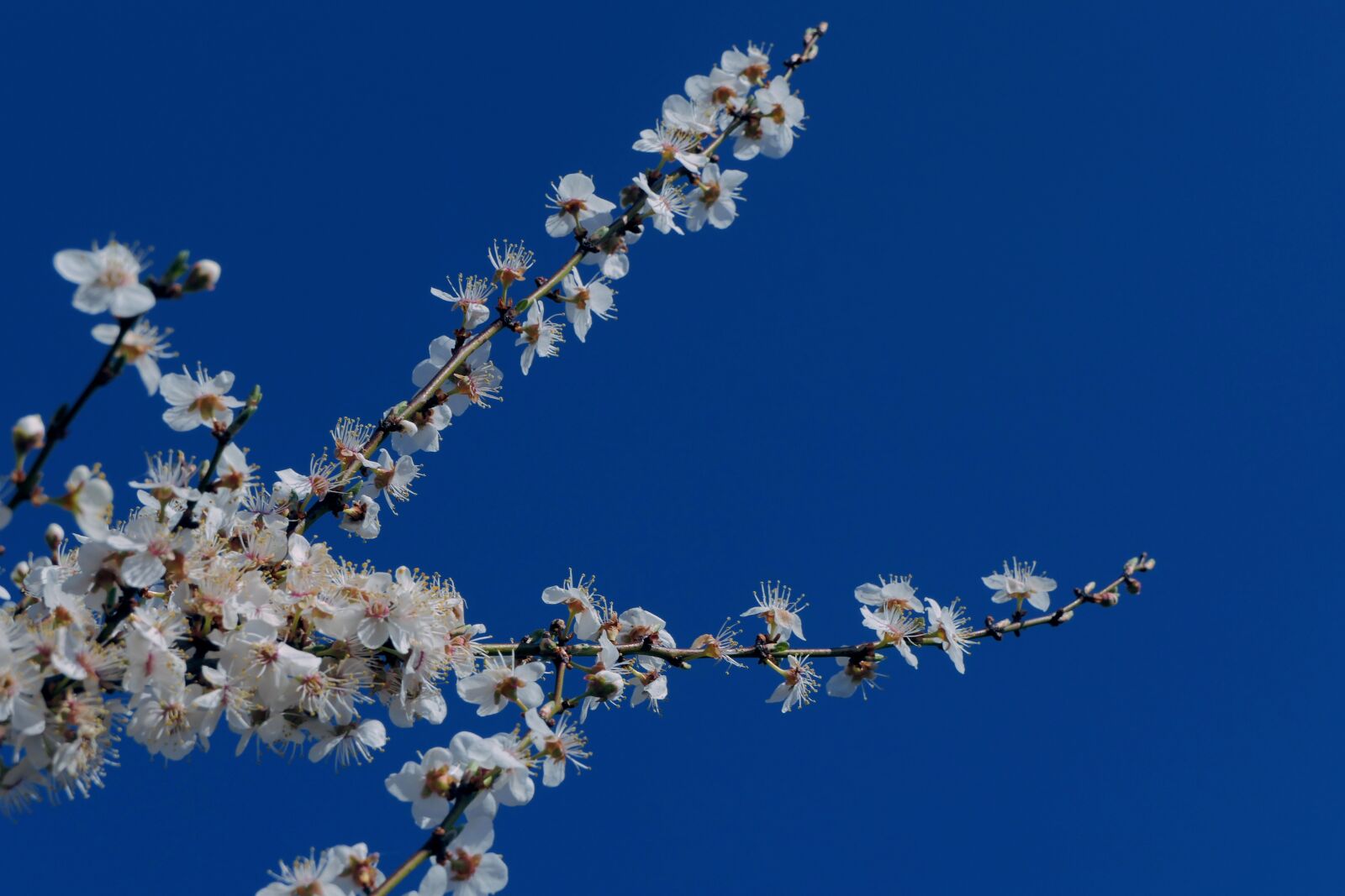 Panasonic Lumix DMC-FZ2500 (Lumix DMC-FZ2000) sample photo. Trees, flowers, spring photography