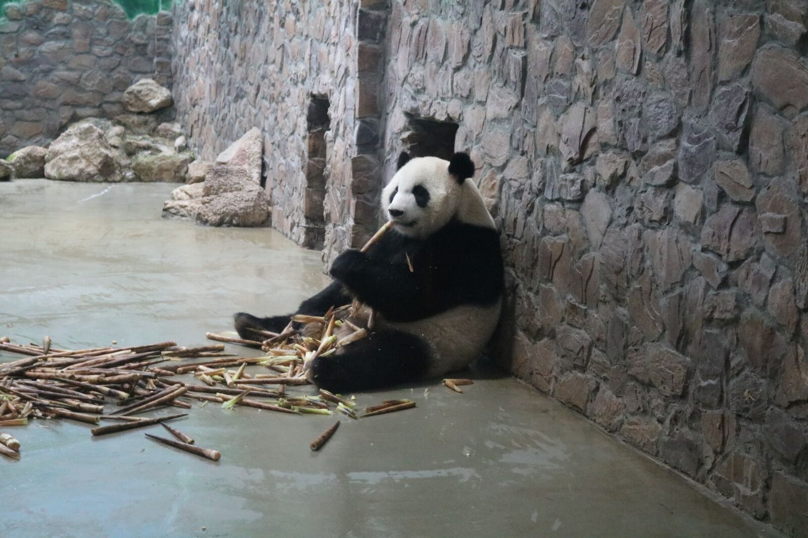 Canon EOS 750D (EOS Rebel T6i / EOS Kiss X8i) sample photo. Panda, national treasure, the photography