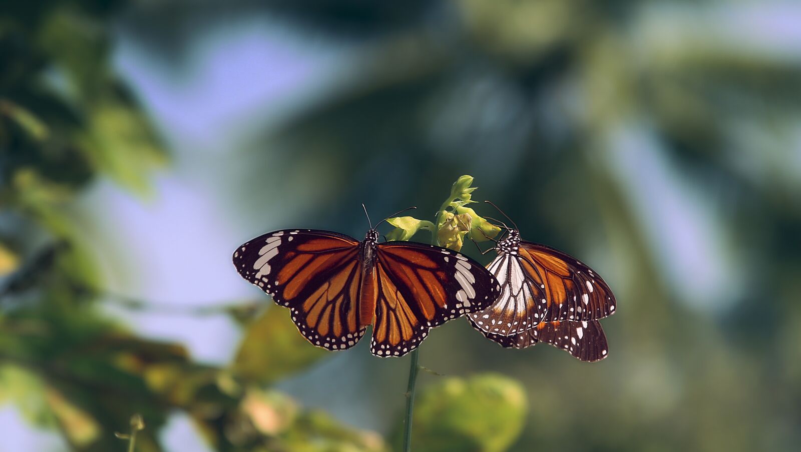 Canon EOS 400D (EOS Digital Rebel XTi / EOS Kiss Digital X) sample photo. Butterfly, monarch butterfly, pair photography
