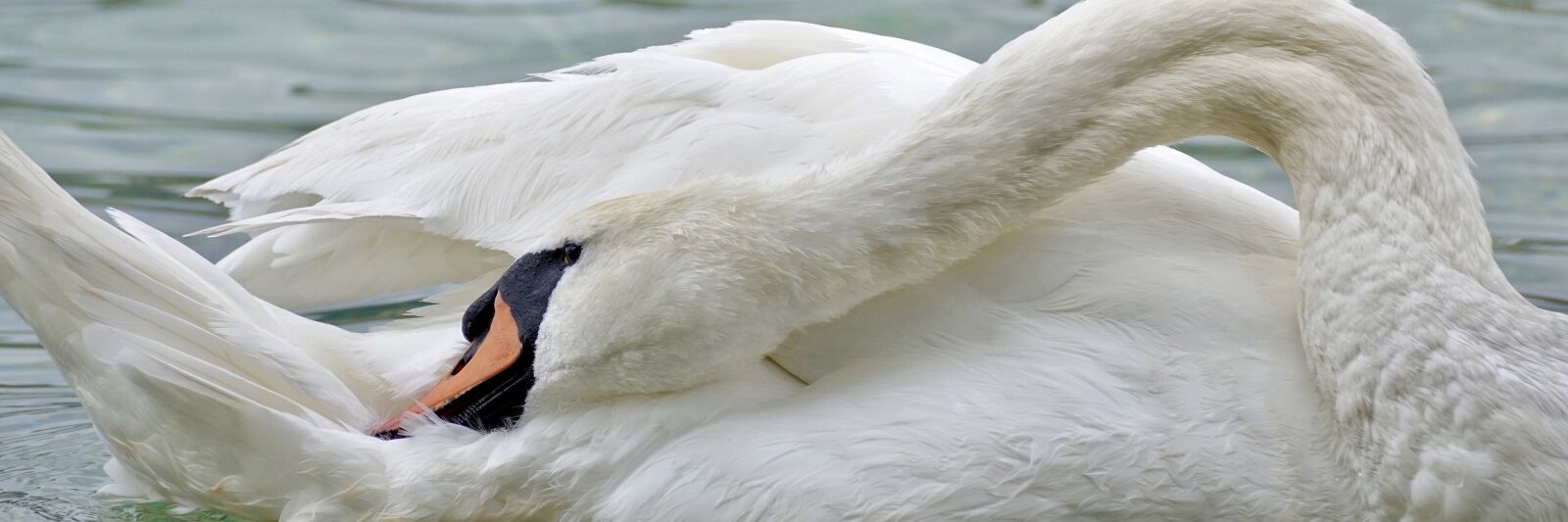Sony DT 55-300mm F4.5-5.6 SAM sample photo. Swan, swim, water photography