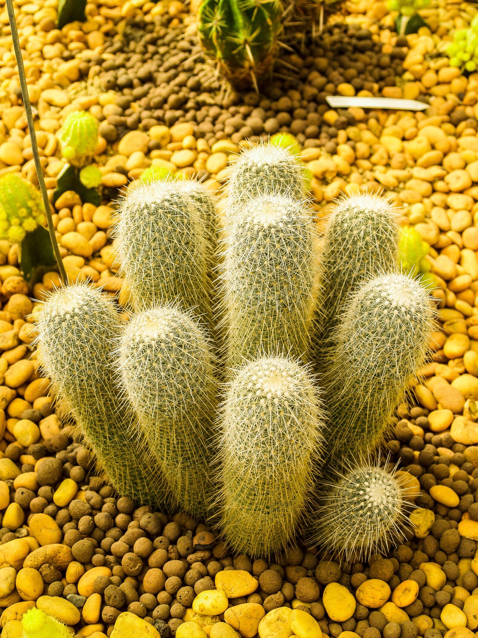 Olympus E-300 (EVOLT E-300) sample photo. Cactus, desert, plant photography