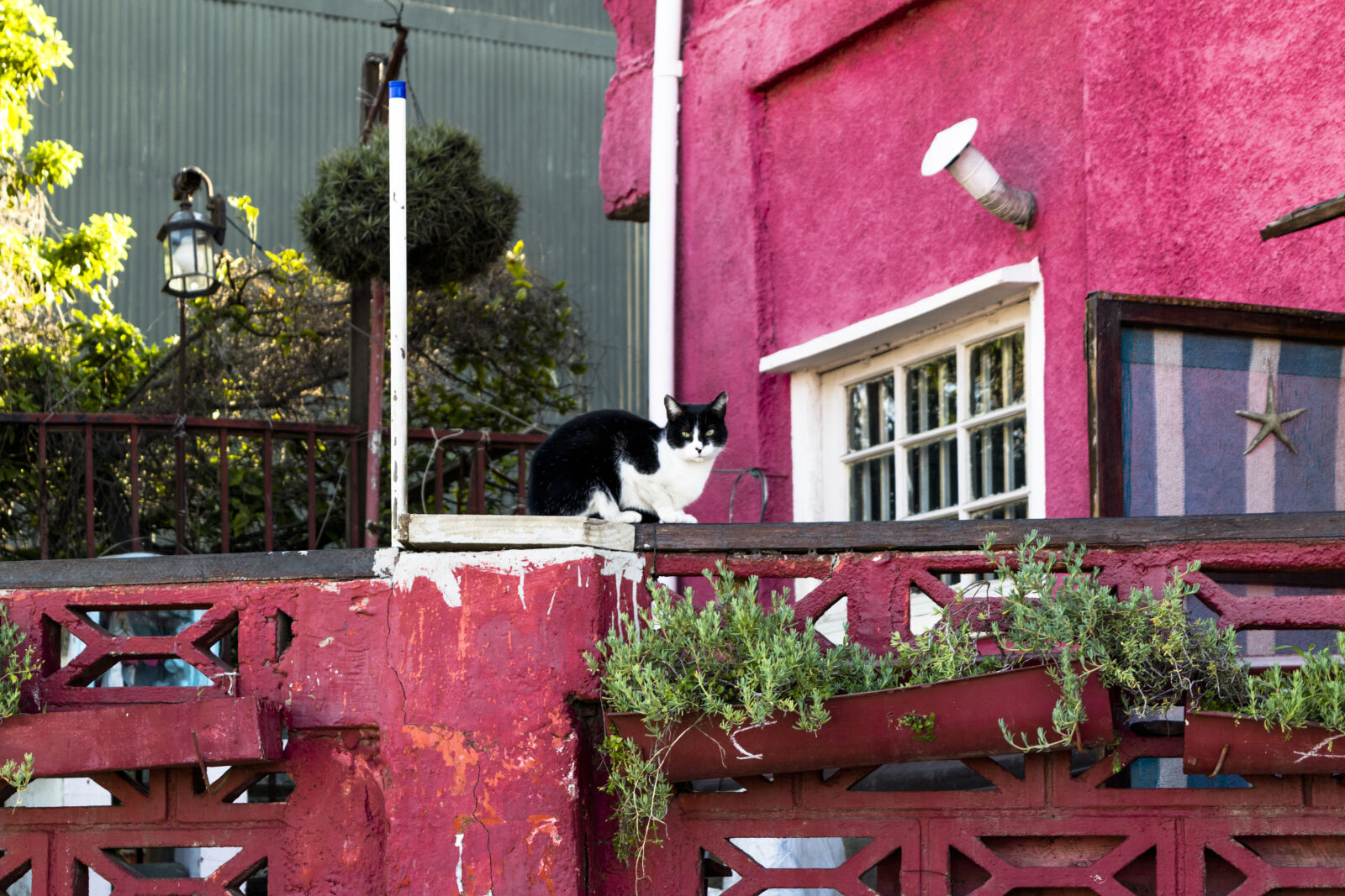 Nikon D3300 sample photo. Cat, pink, plants, red photography