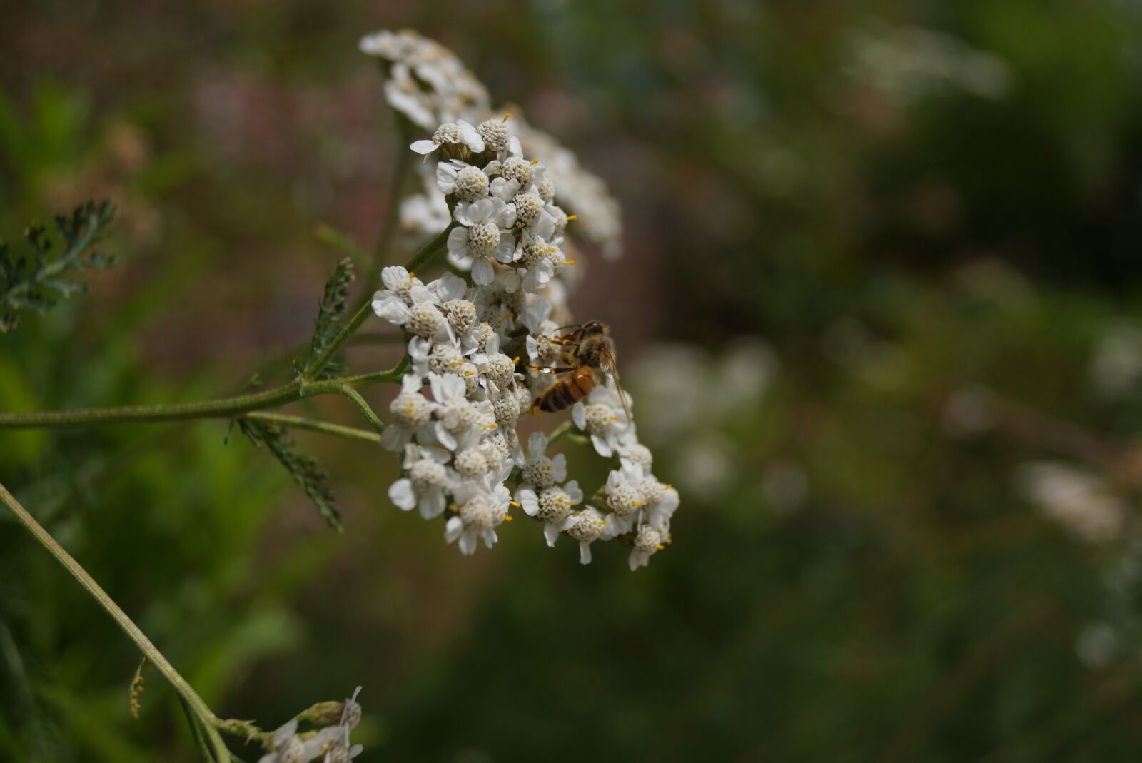 Sony SLT-A65 (SLT-A65V) + Sony DT 18-55mm F3.5-5.6 SAM sample photo. Bee, seoul national university photography