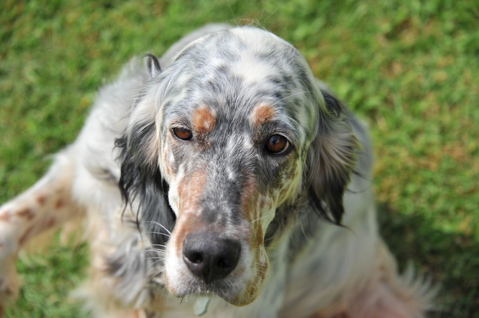 Nikon D700 sample photo. Animal, dog, domestic photography