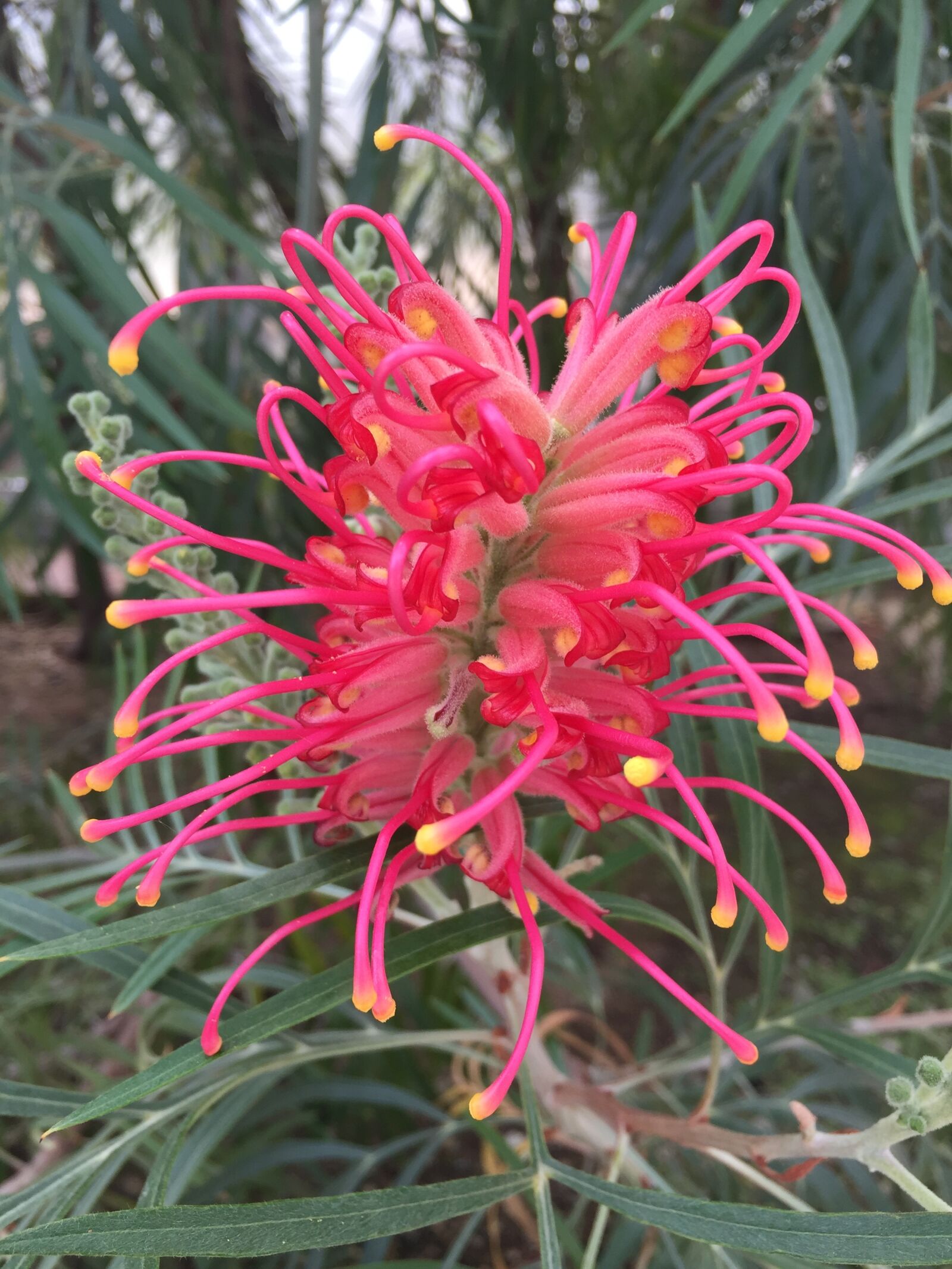 Apple iPhone 6 sample photo. Pink, beautiful, summer photography