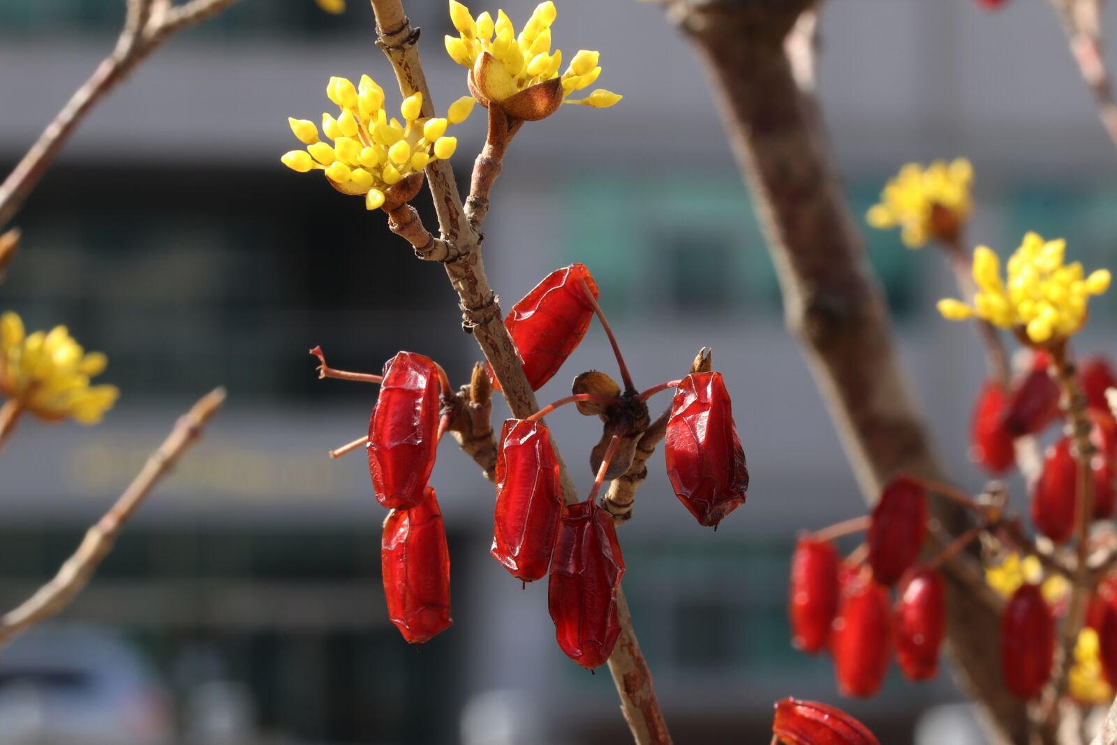 Canon EOS 800D (EOS Rebel T7i / EOS Kiss X9i) sample photo. Spring, spring flowers, nature photography