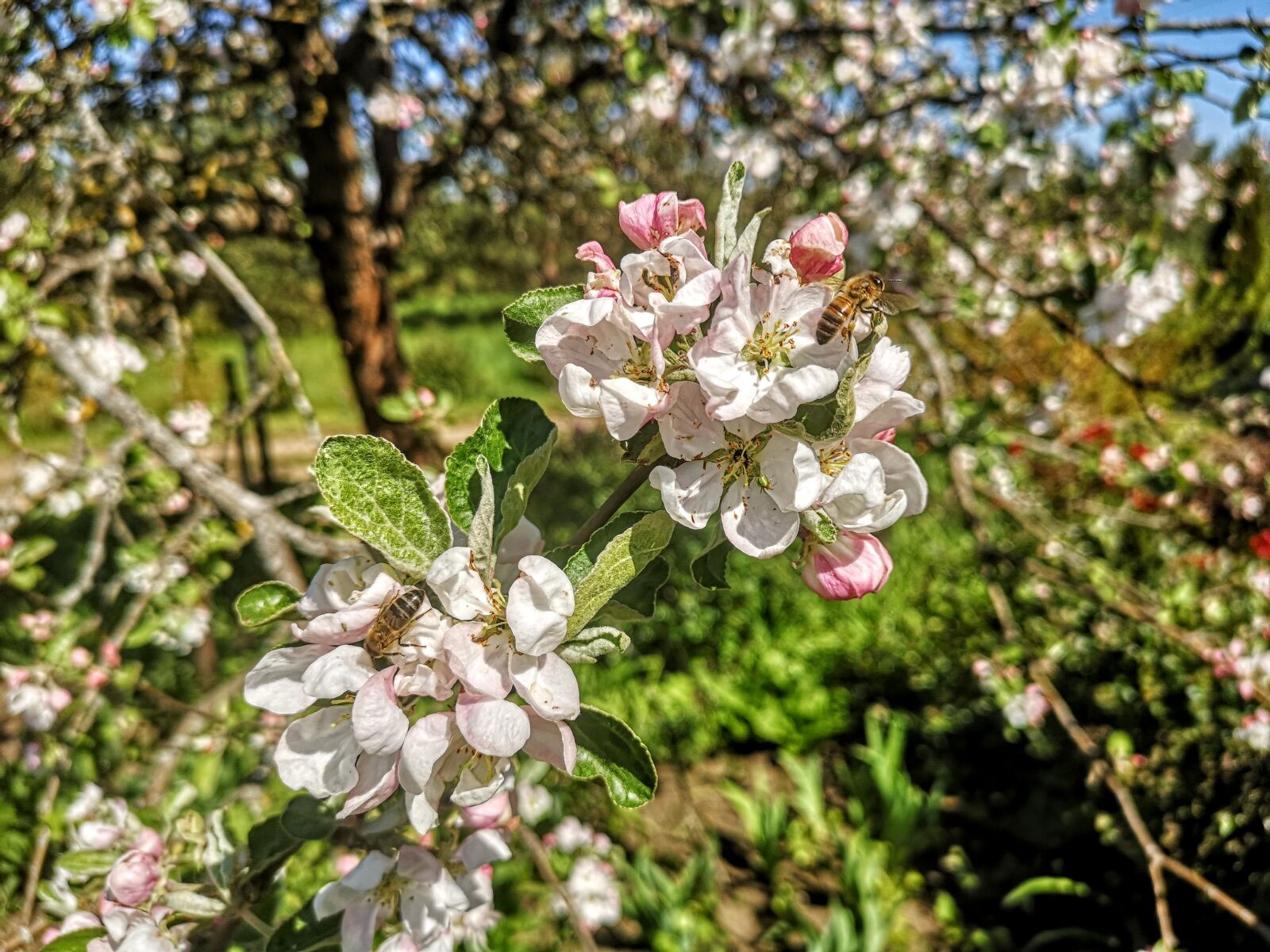 HUAWEI CLT-L29 sample photo. Apple tree, bloom, bees photography