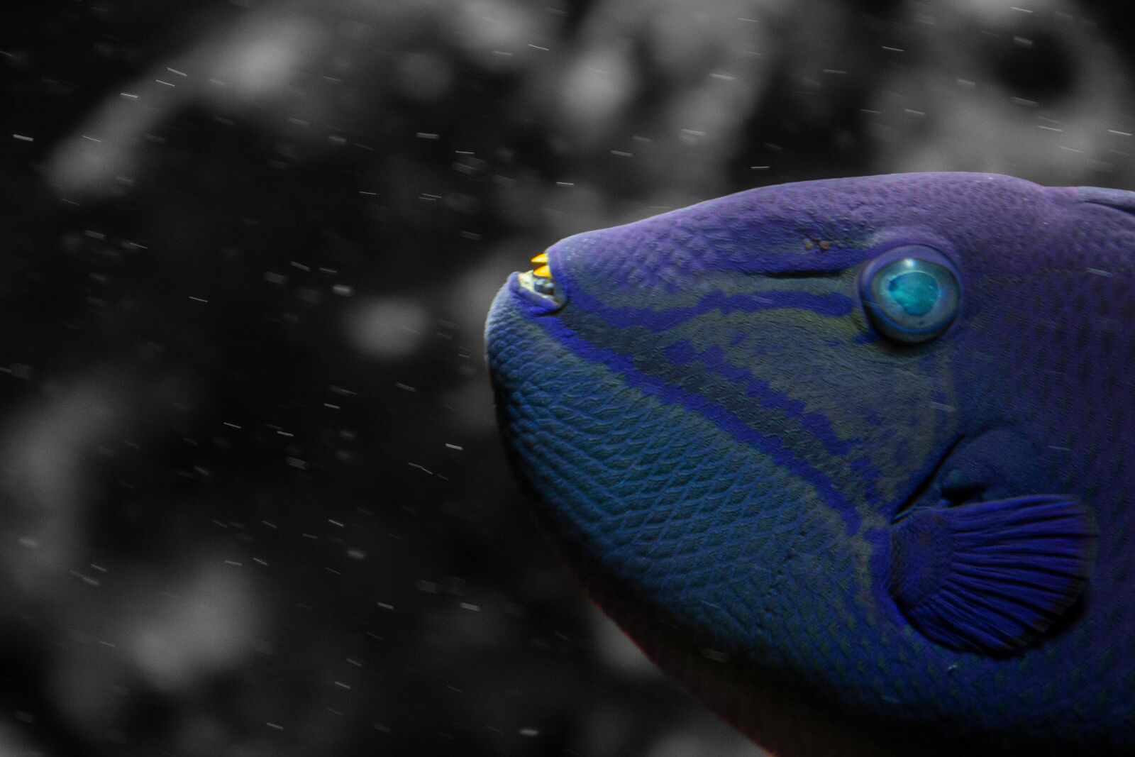 Canon EOS 600D (Rebel EOS T3i / EOS Kiss X5) sample photo. Fish, blue, underwater photography