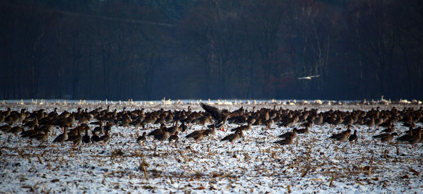 Canon EOS 100D (EOS Rebel SL1 / EOS Kiss X7) sample photo. Wild geese, flock of photography