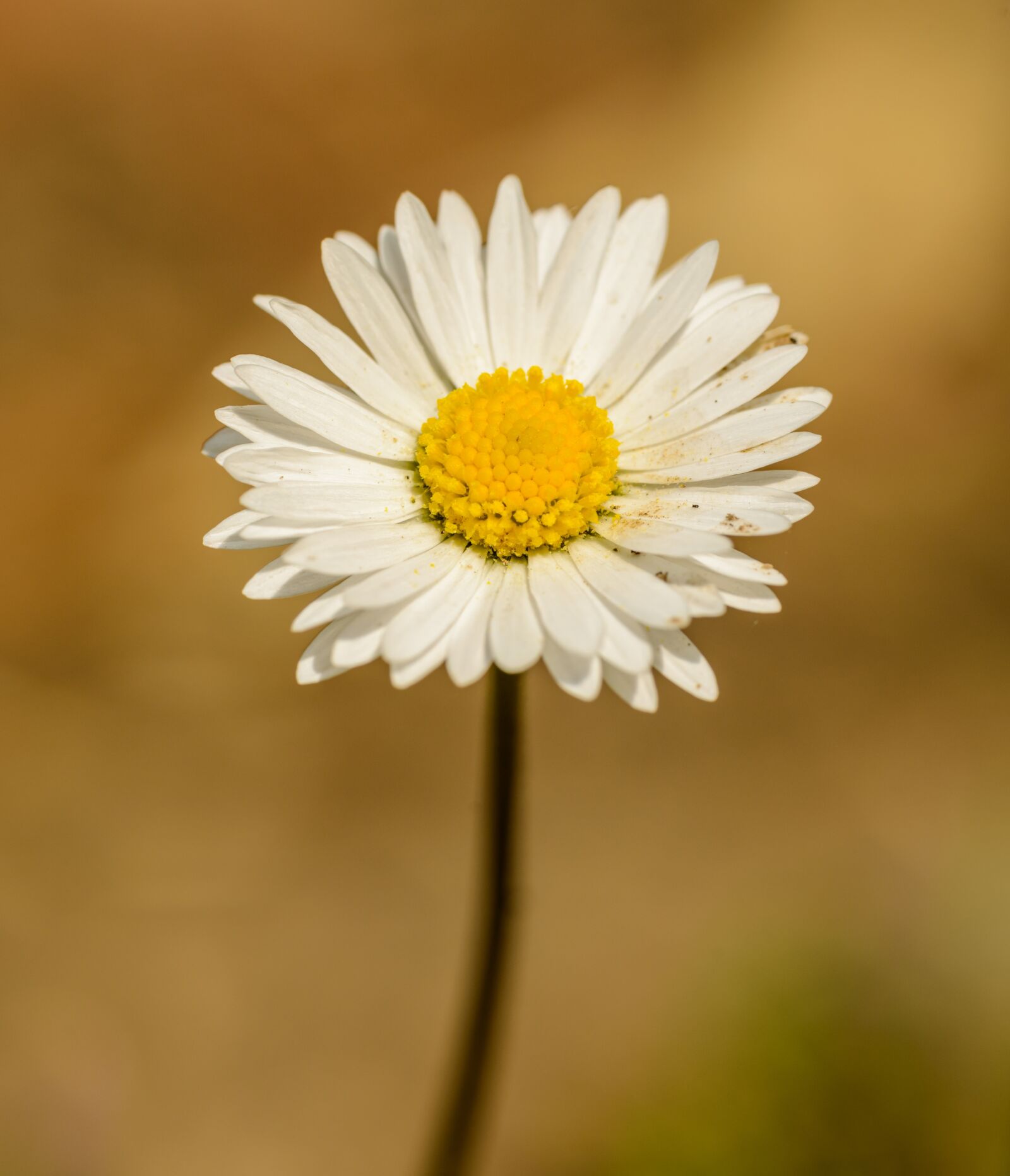 Nikon D800E sample photo. Daisy, flower, white photography