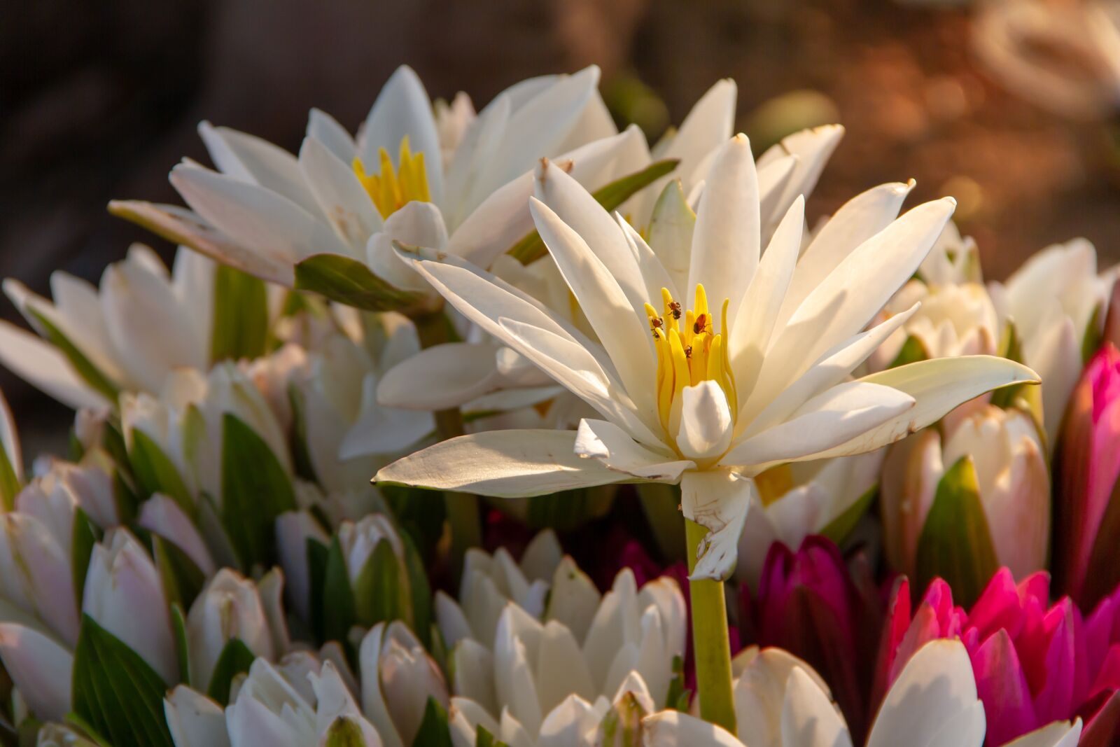 Canon EOS 7D sample photo. Water lily, lotus, pond photography
