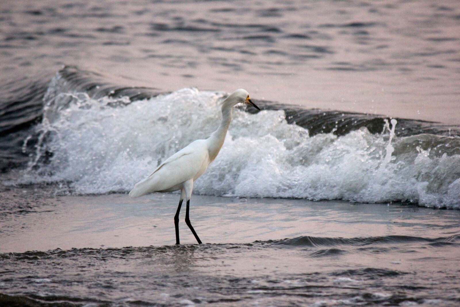 Canon EOS 550D (EOS Rebel T2i / EOS Kiss X4) sample photo. Park, tayrona, st photography