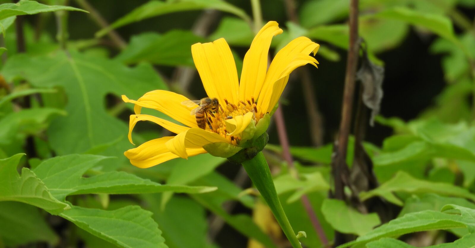Nikon Coolpix B700 sample photo. Nature, summer, plant photography