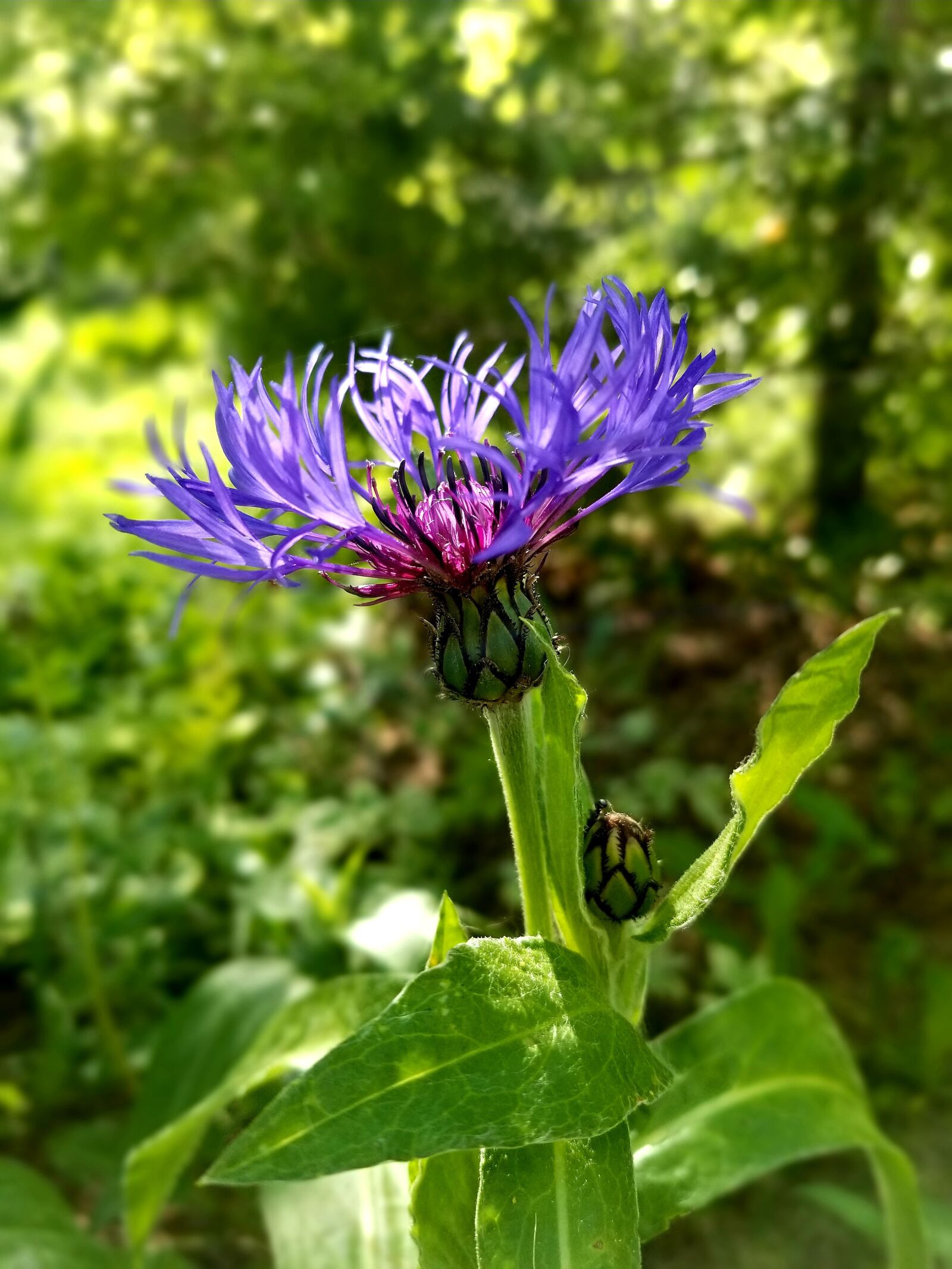 Samsung Galaxy S8+ sample photo. Flower, purple, close up photography