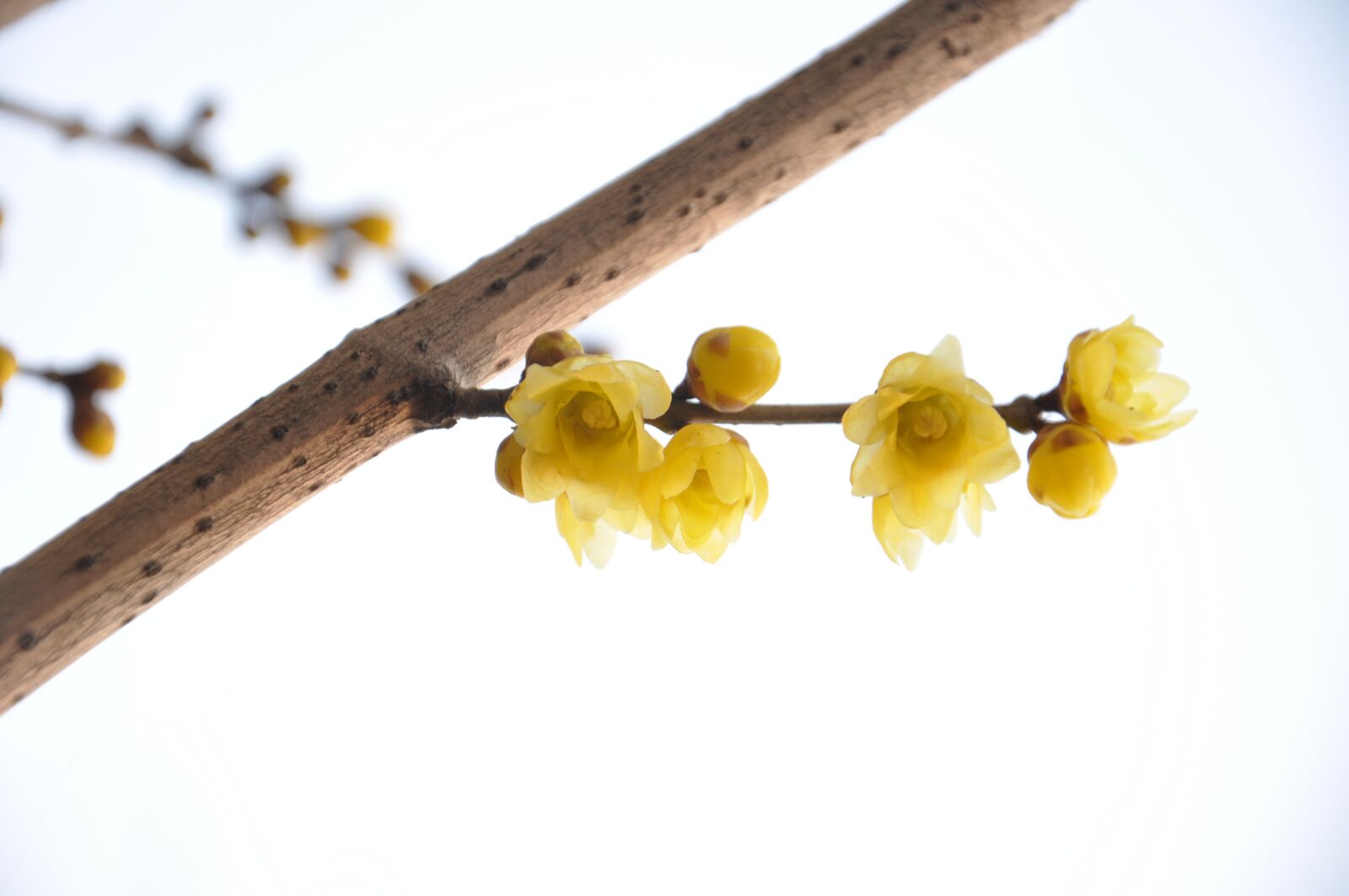 Nikon D90 sample photo. Plum blossom, winter, image photography