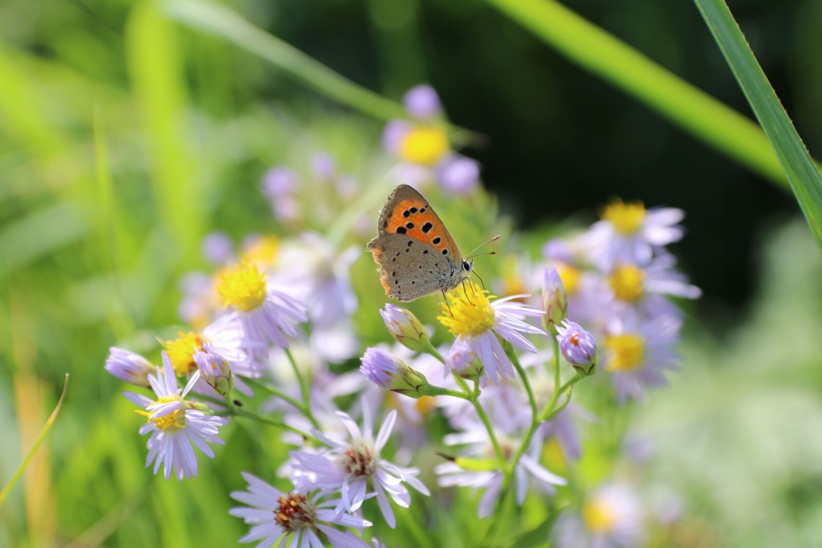 Canon EOS 80D sample photo. Butterfly, flowers, summer photography