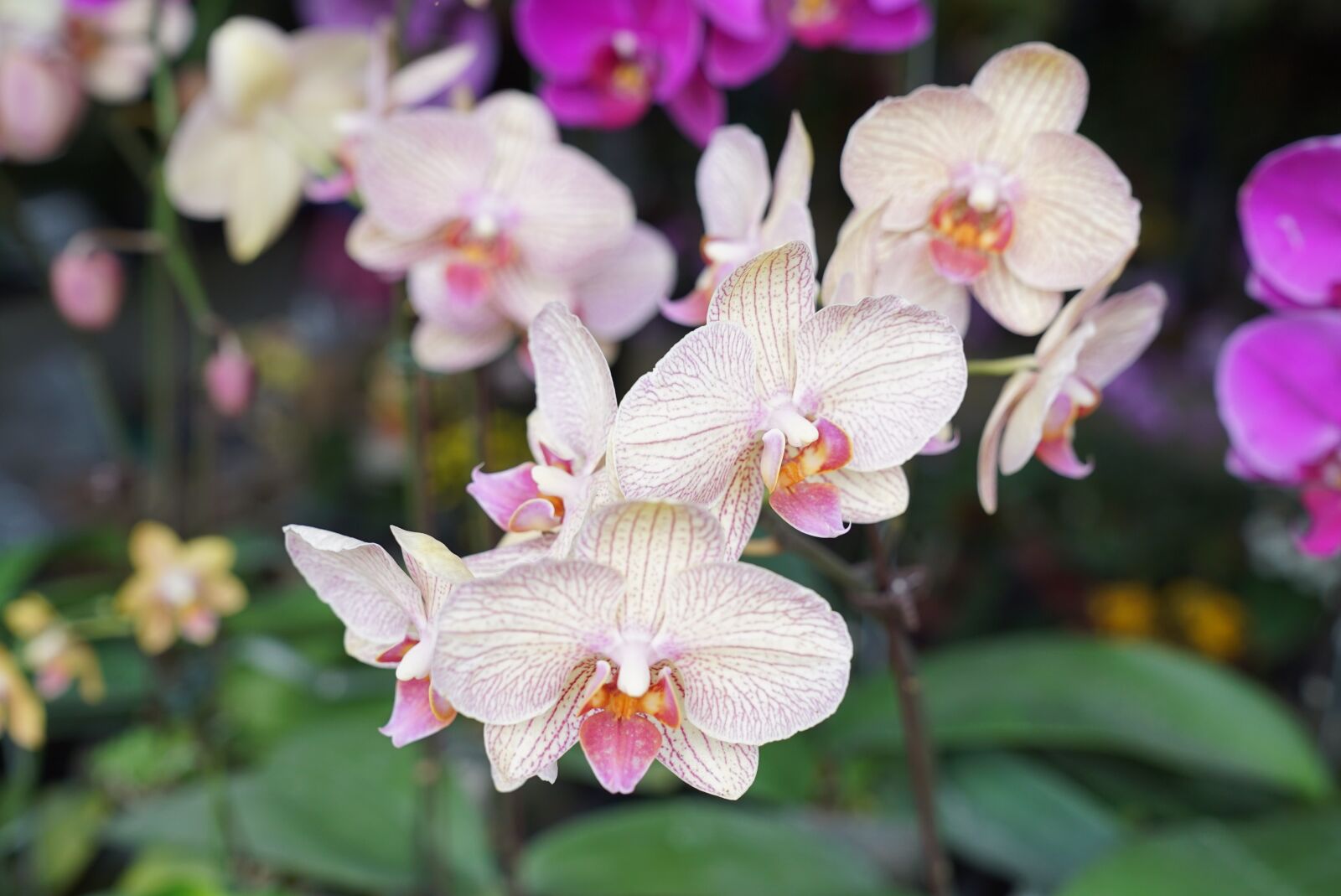 Sony a7S + Sony FE 24-70mm F2.8 GM sample photo. Orchids, tropical, floral photography