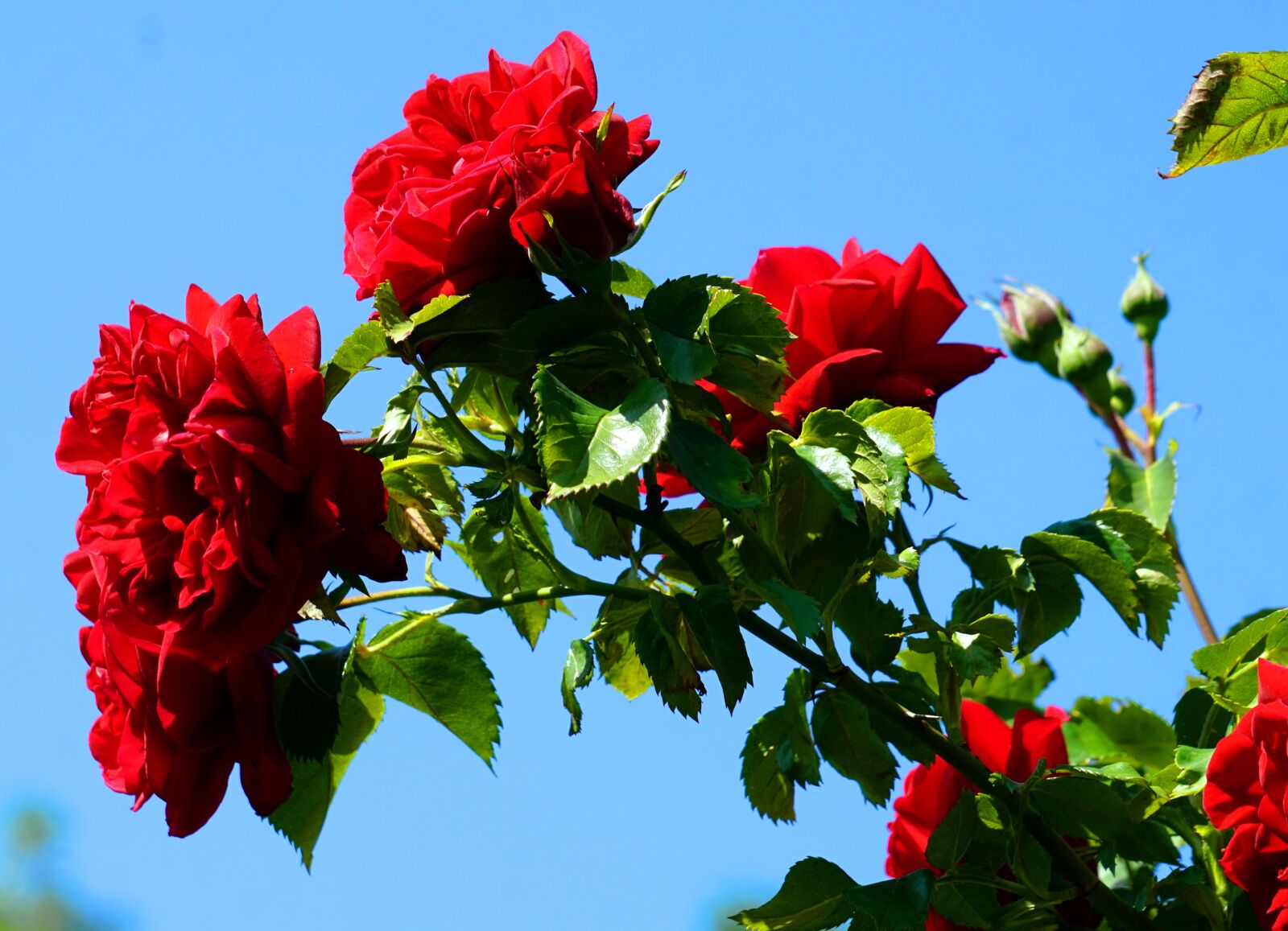 Sony Alpha a5000 (ILCE 5000) + Sony E 55-210mm F4.5-6.3 OSS sample photo. Flower, red, rose photography