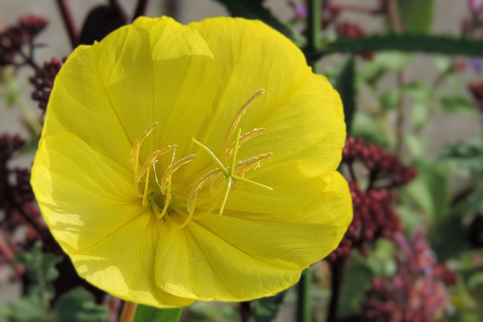 Nikon Coolpix P520 sample photo. Nature, flower, plant photography
