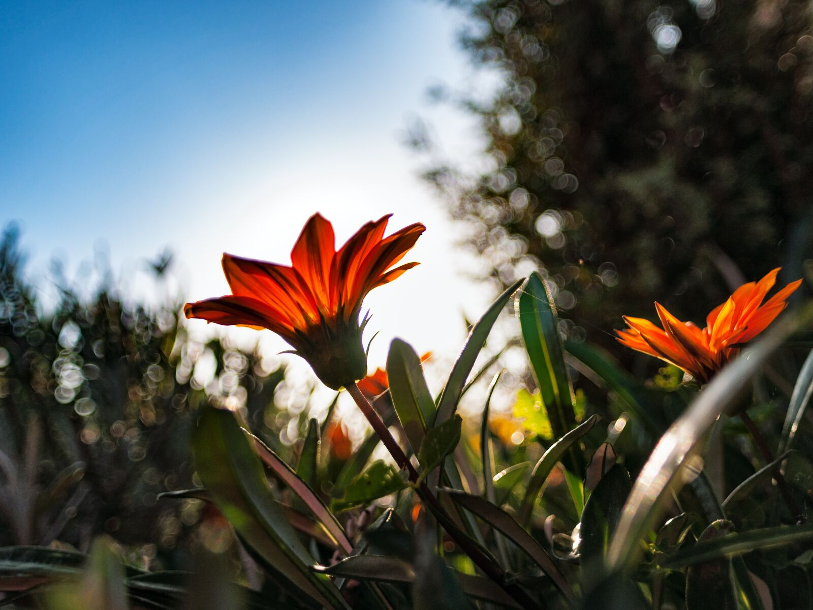Nikon D90 sample photo. Flowers, backlighting, sun photography