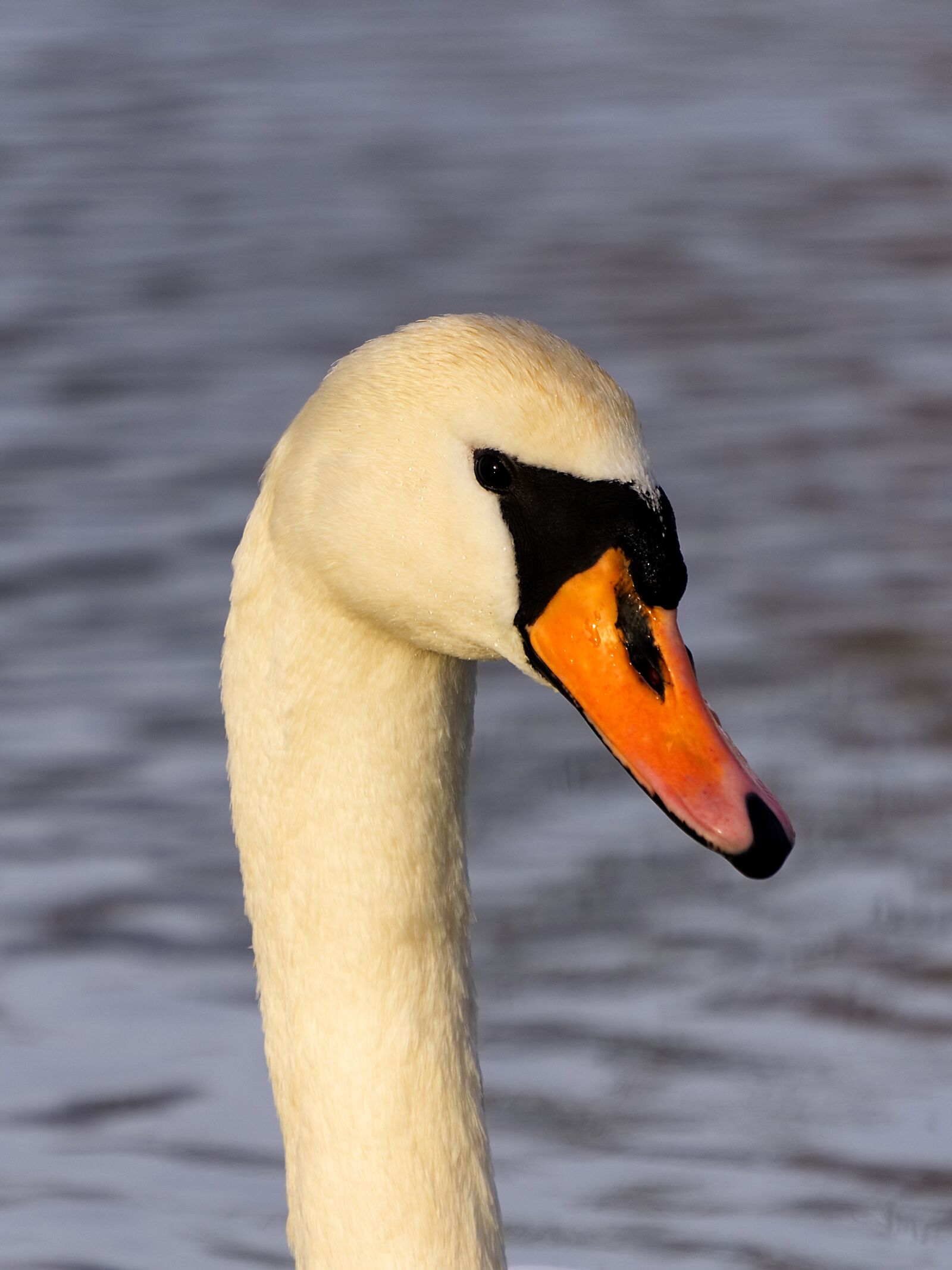 Sony E 55-210mm F4.5-6.3 OSS sample photo. Bird, waters, swan photography