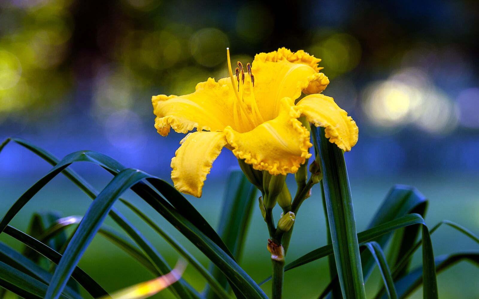 Tamron SP 70-200mm F2.8 Di VC USD sample photo. Daylily, flower, garden photography