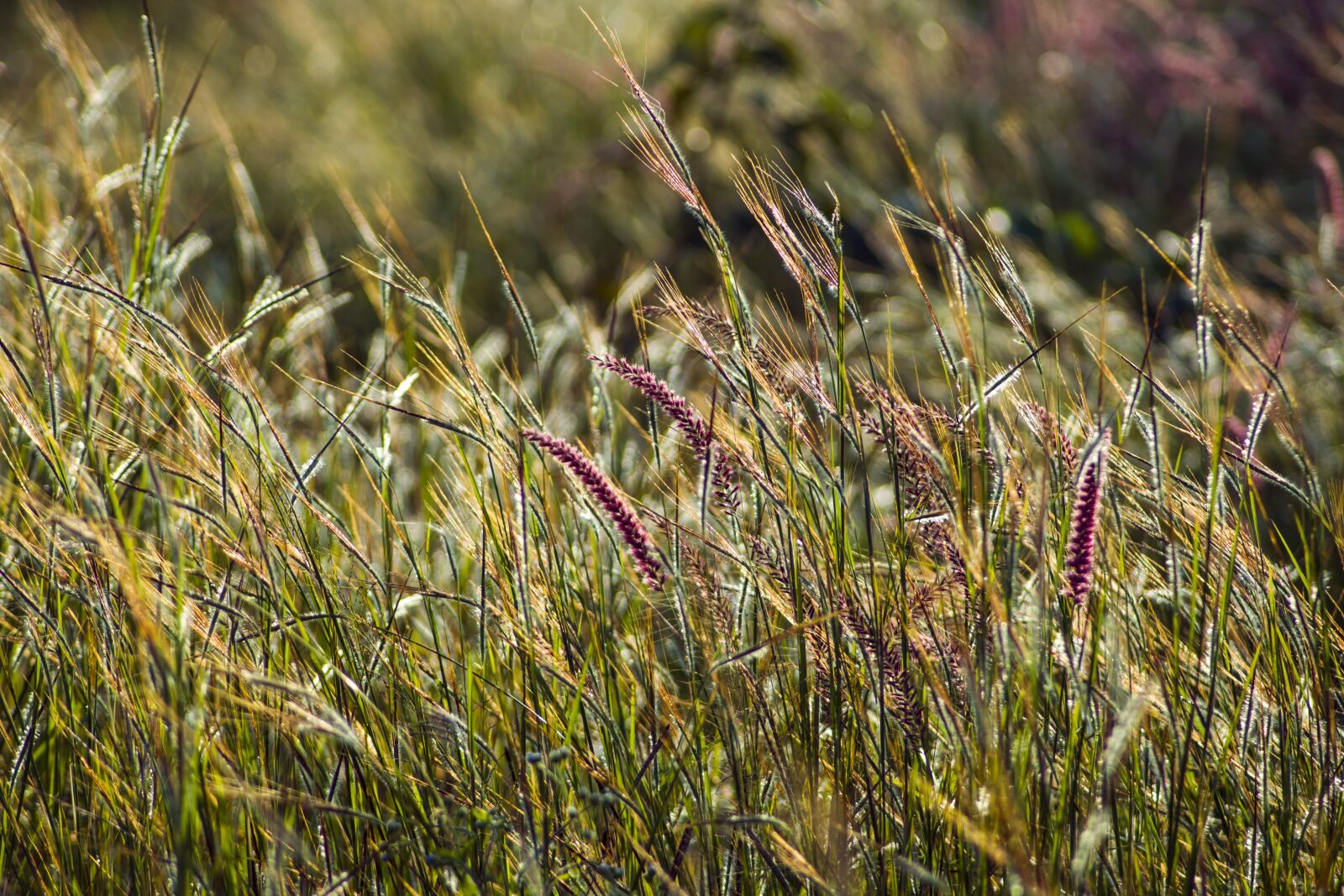 Nikon D3300 sample photo. Green, grass, winter photography