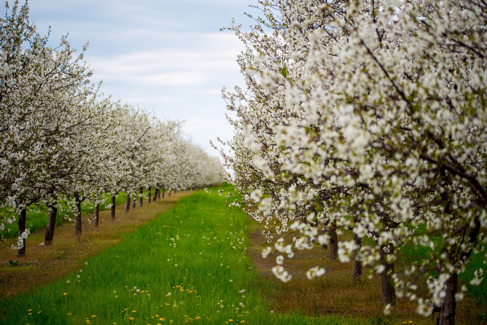Nikon D810 sample photo. Cherries, blossoms, cherry photography