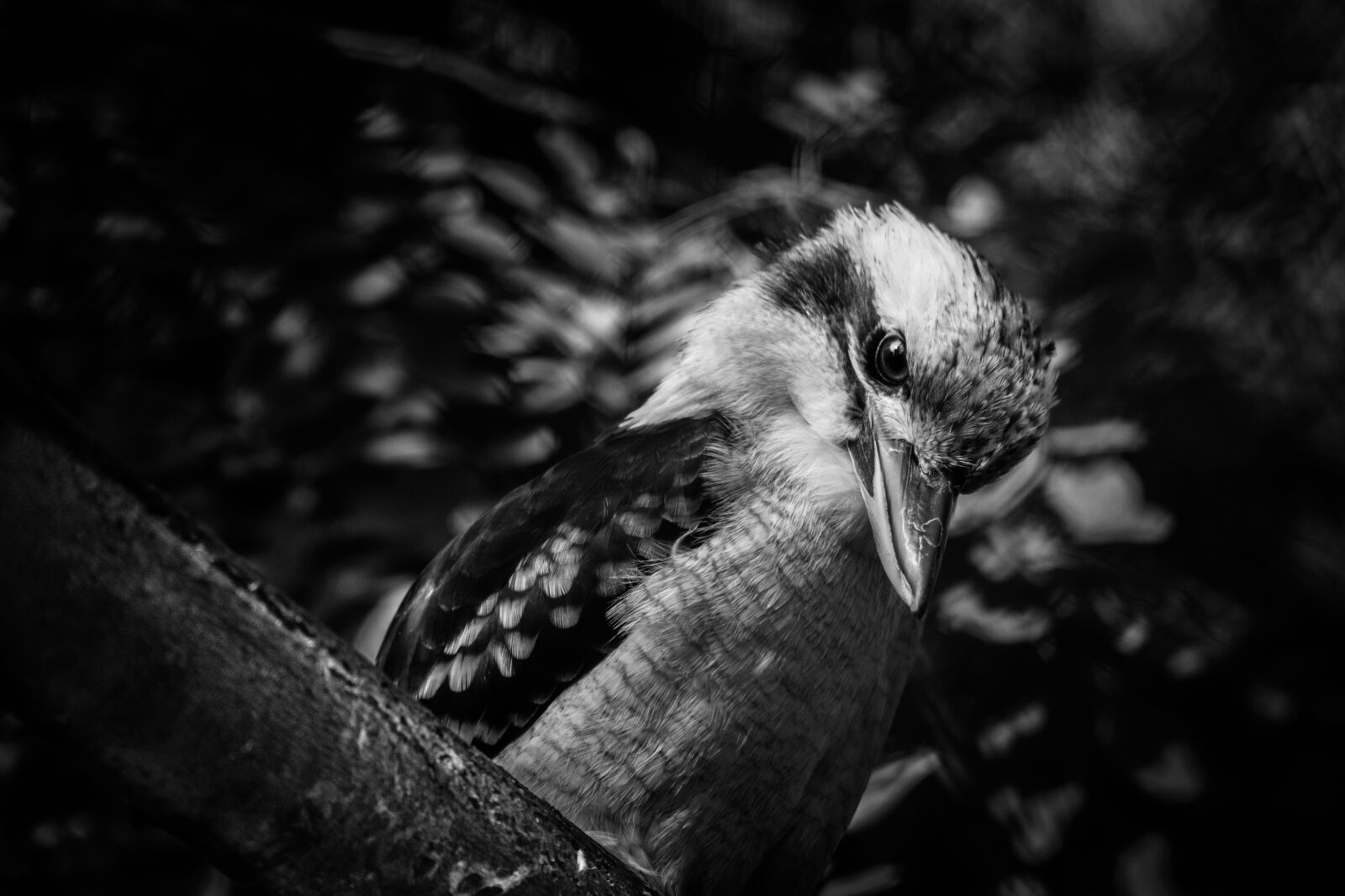 Sony a6300 sample photo. Kookaburra, dacelo, bird photography